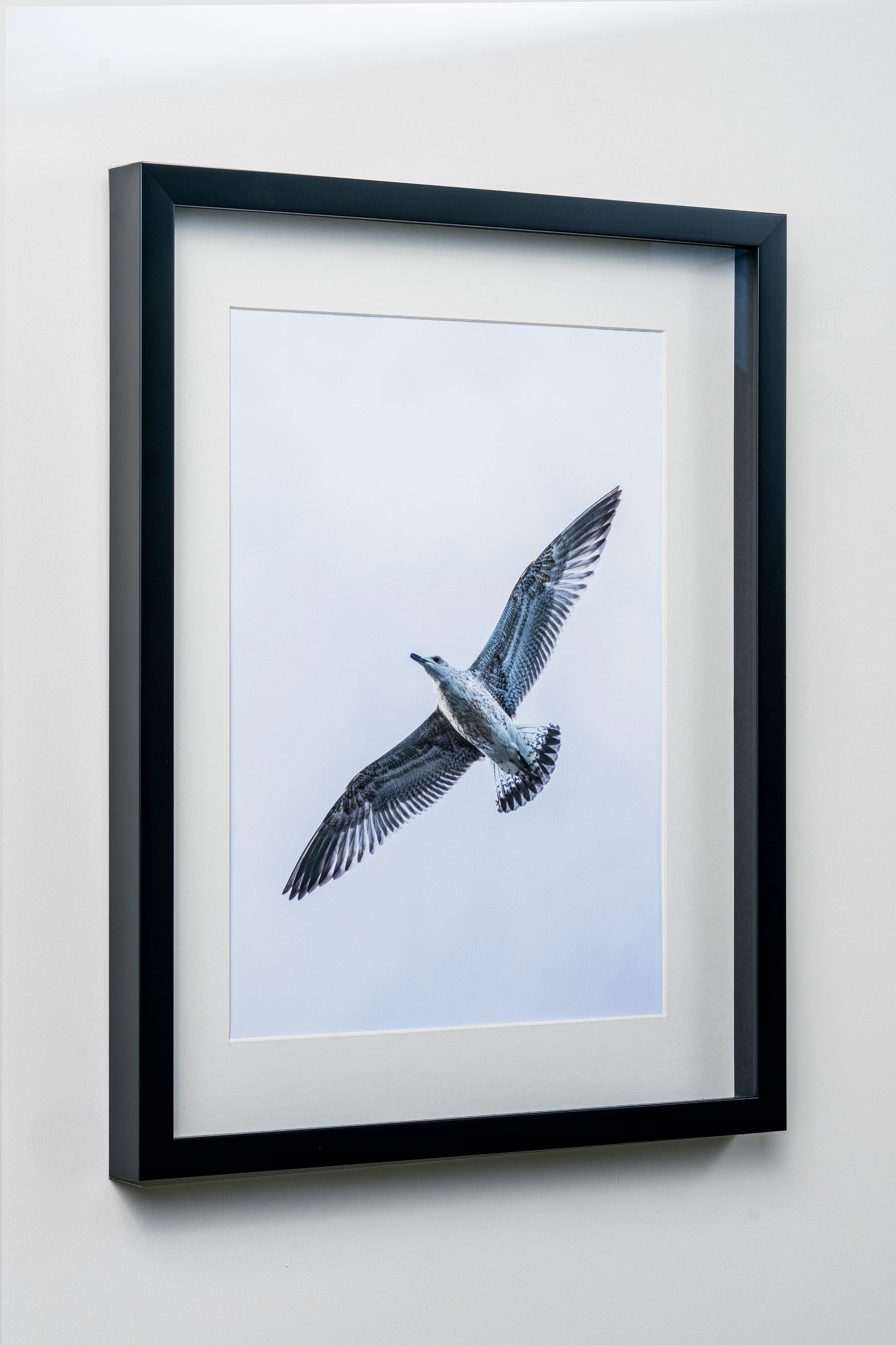 KERİM ARSLAN | Gümüşi martı | Silvery seagull