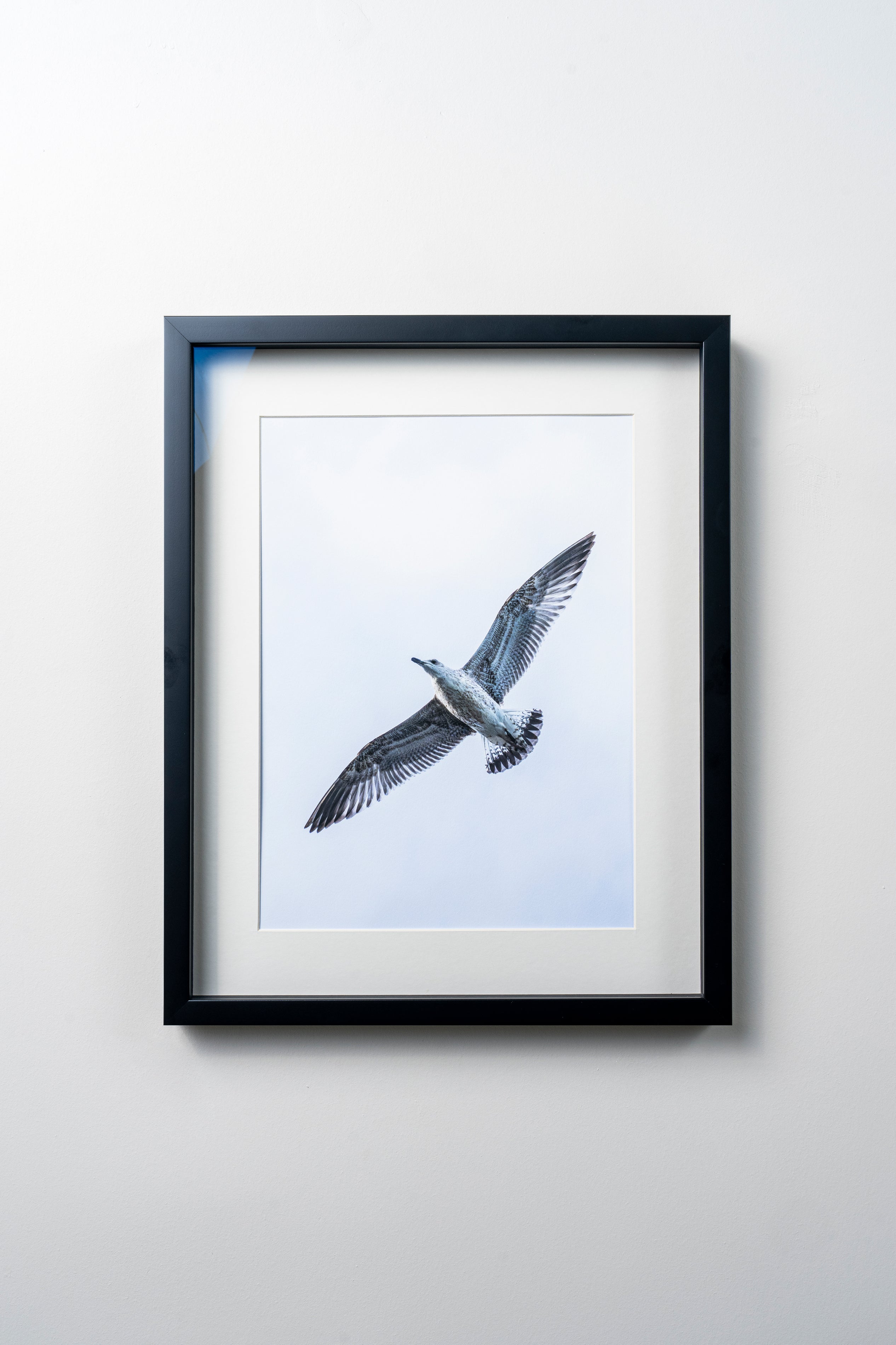 KERİM ARSLAN | Gümüşi martı | Silvery seagull