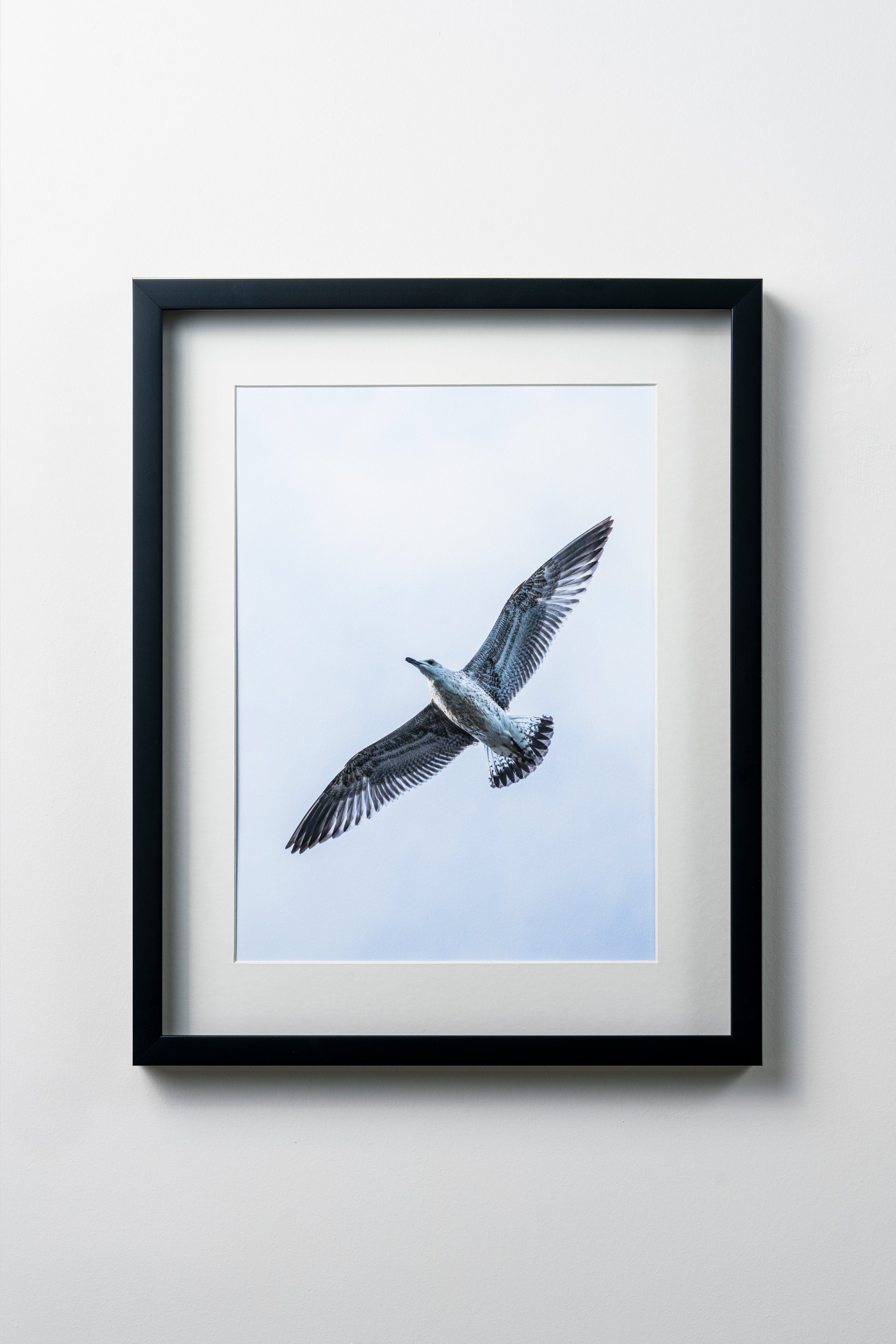 KERİM ARSLAN | Gümüşi martı | Silvery seagull