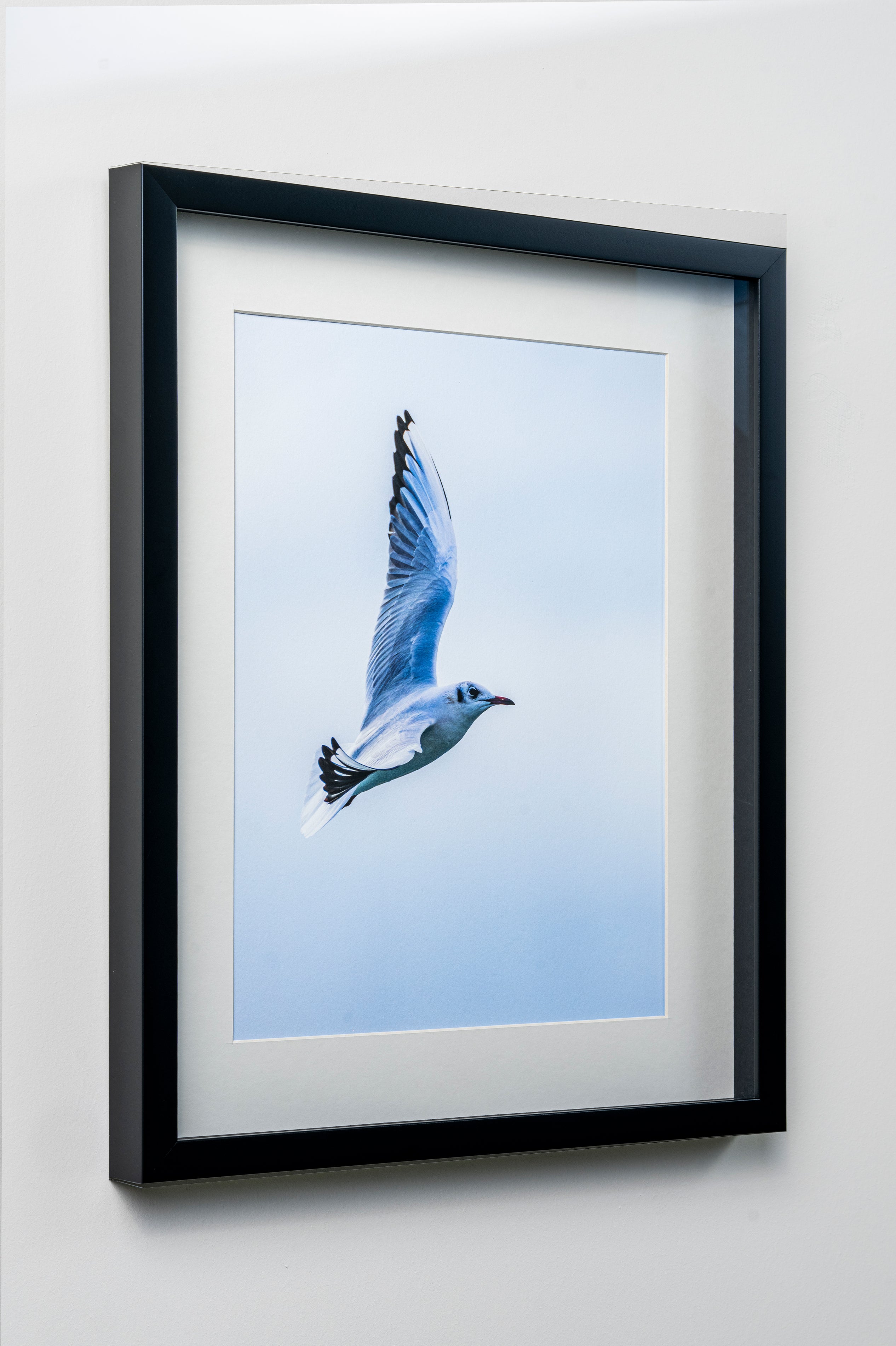 KERİM ARSLAN | Karabaş martı | Black-headed seagull