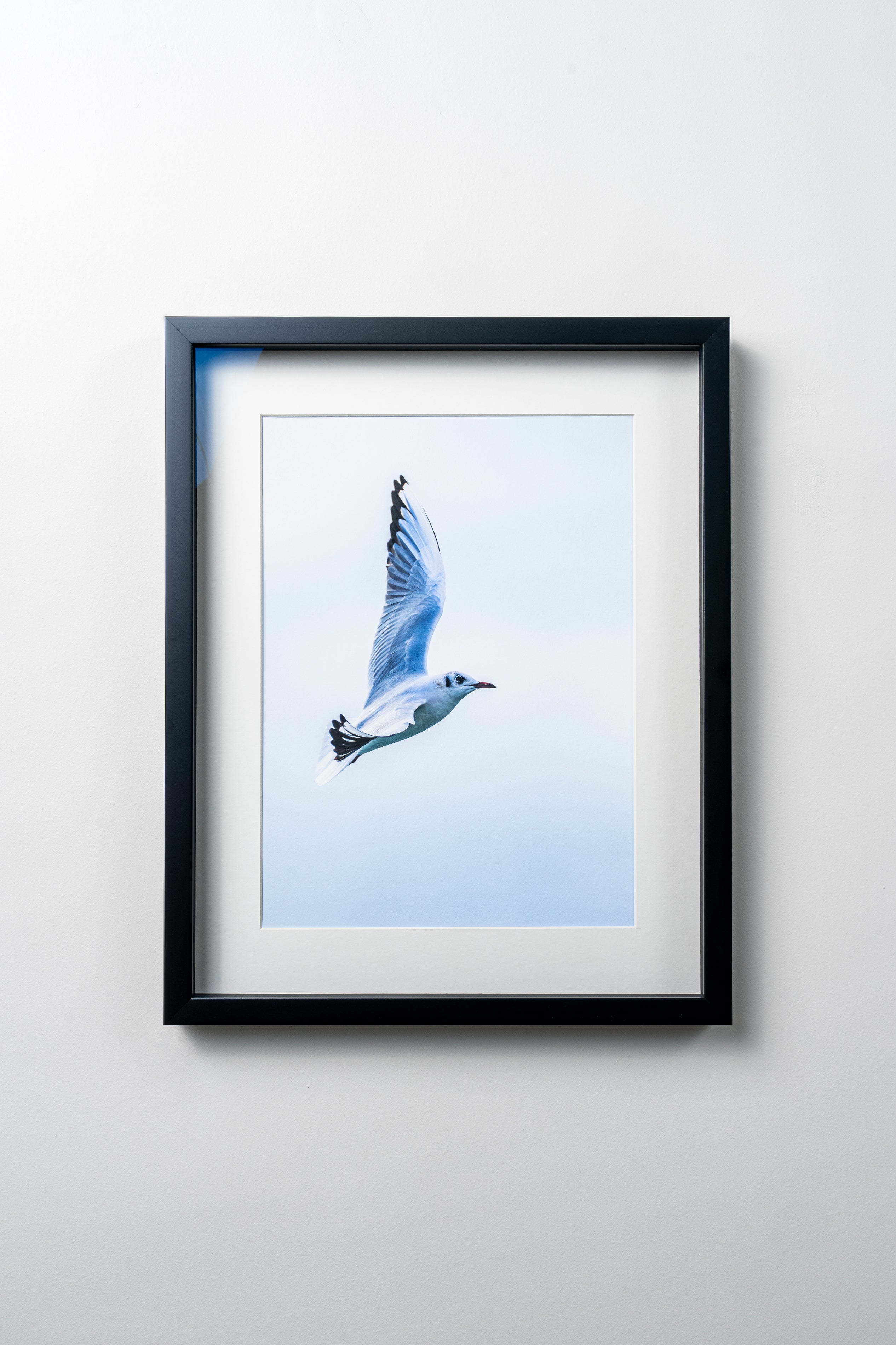 KERİM ARSLAN | Karabaş martı | Black-headed seagull