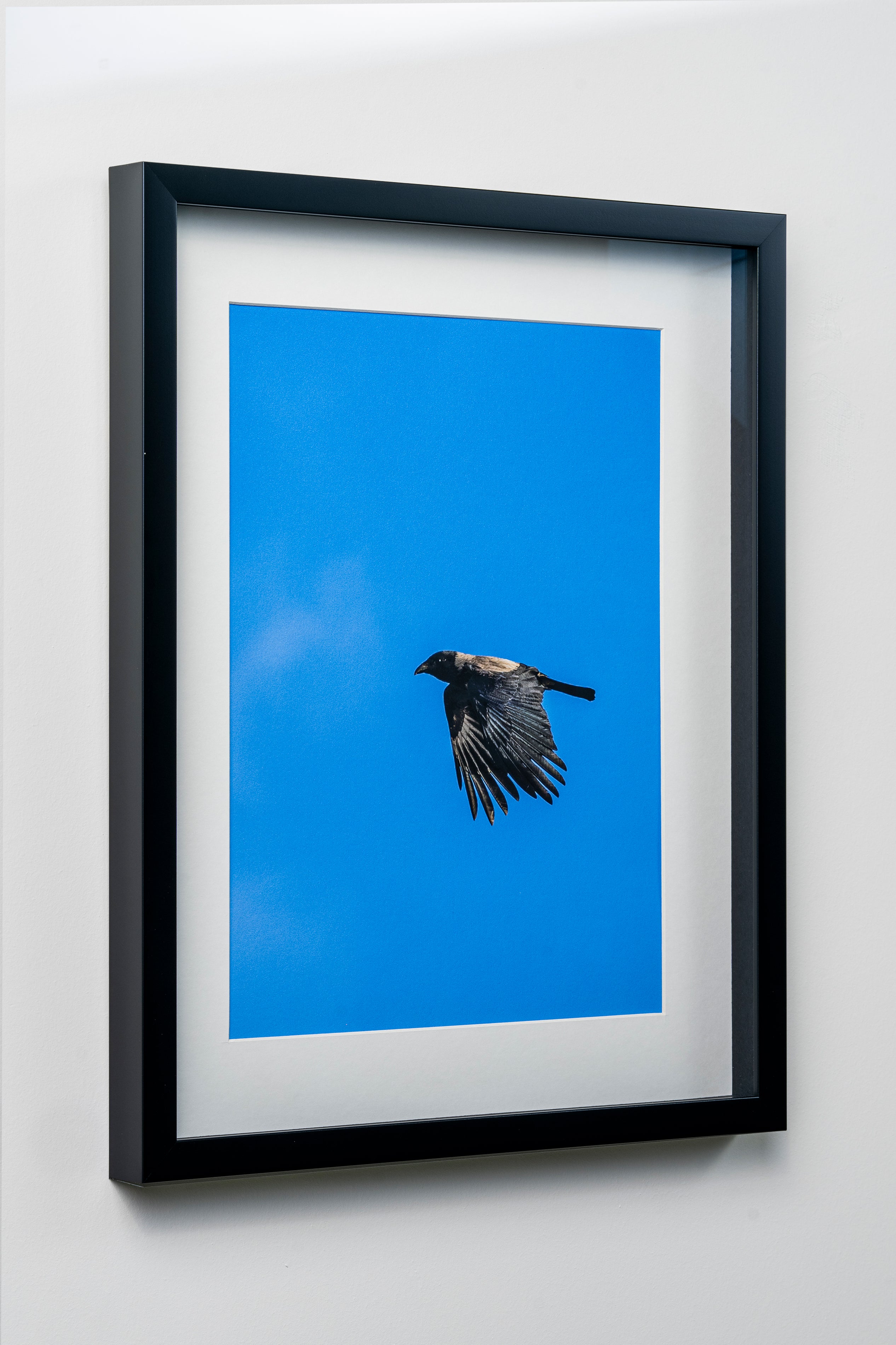 KERİM ARSLAN | Leş kargası | Carrion crow