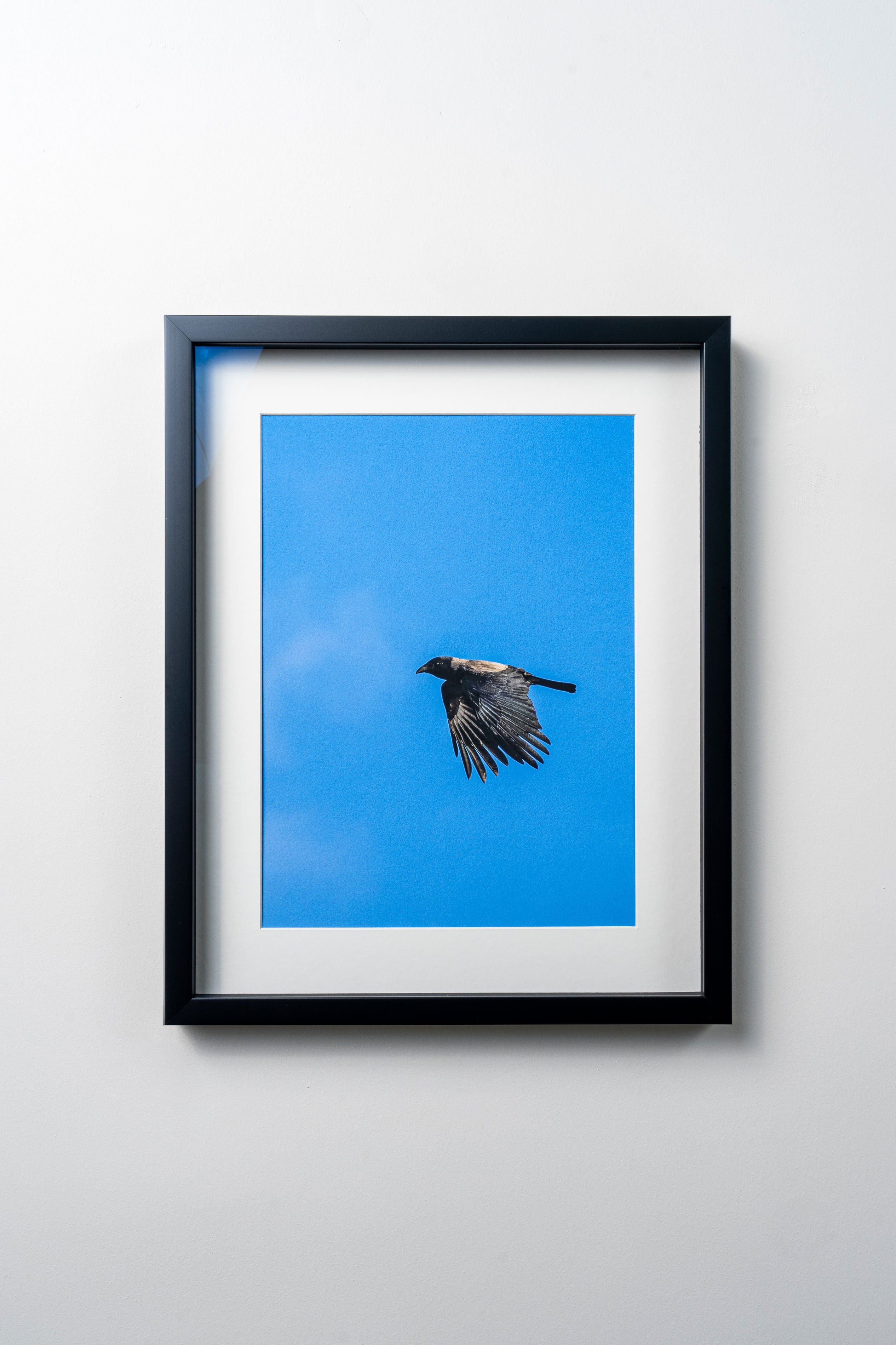 KERİM ARSLAN | Leş kargası | Carrion crow