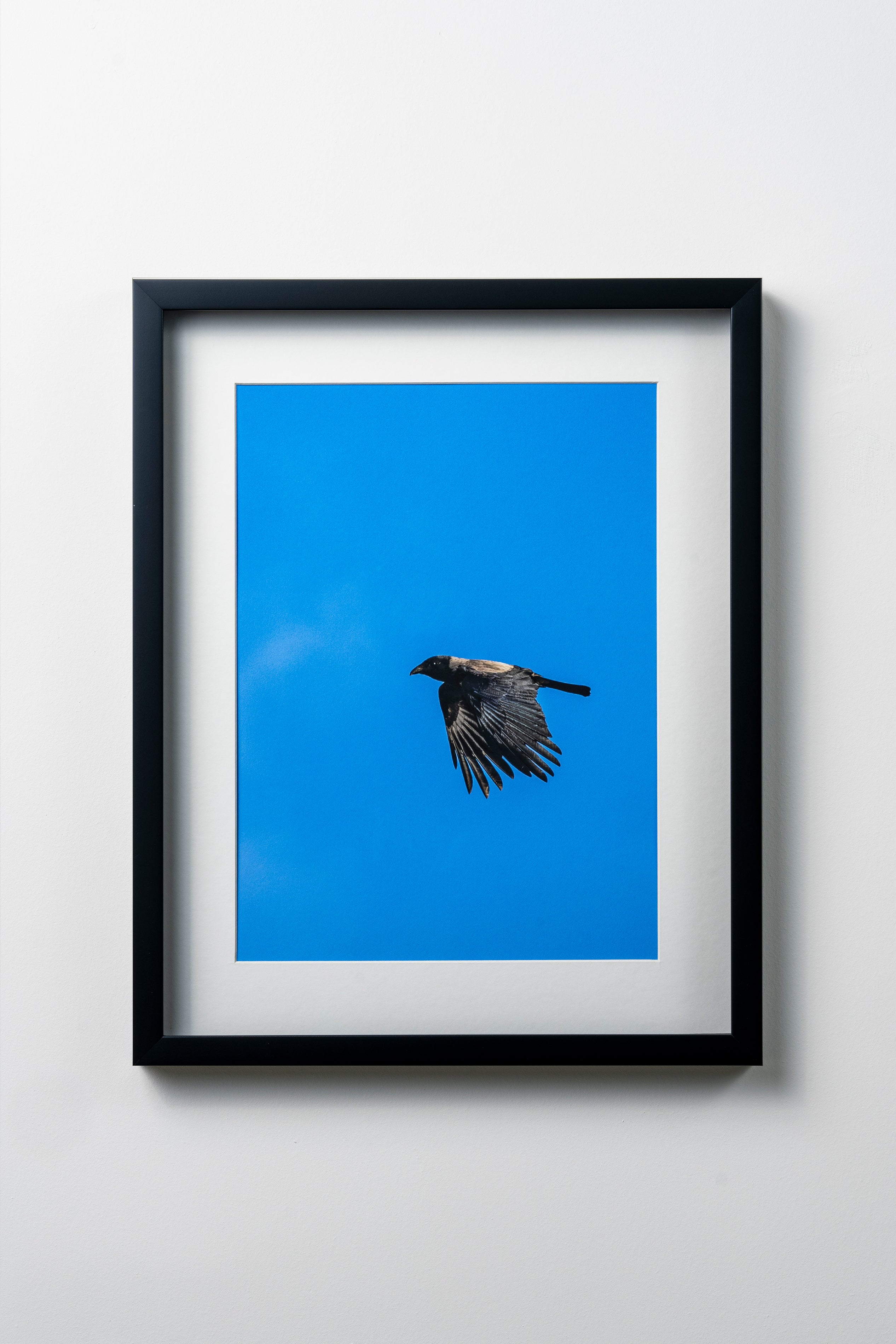 KERİM ARSLAN | Leş kargası | Carrion crow