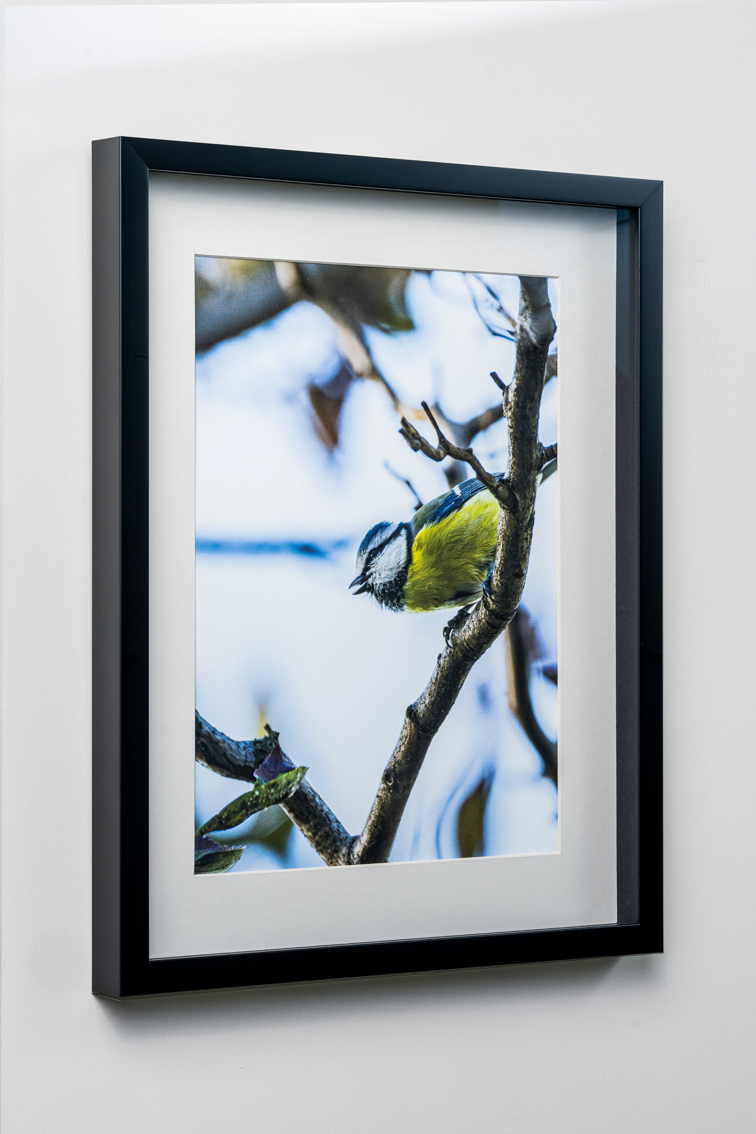 KERİM ARSLAN | Büyük baştankara | Great tit