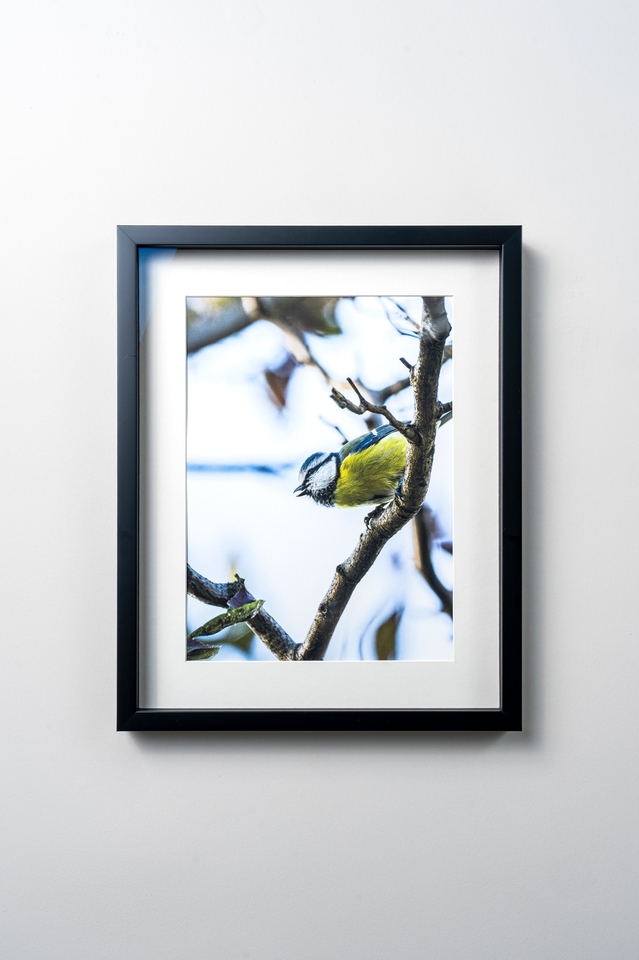 KERİM ARSLAN | Büyük baştankara | Great tit