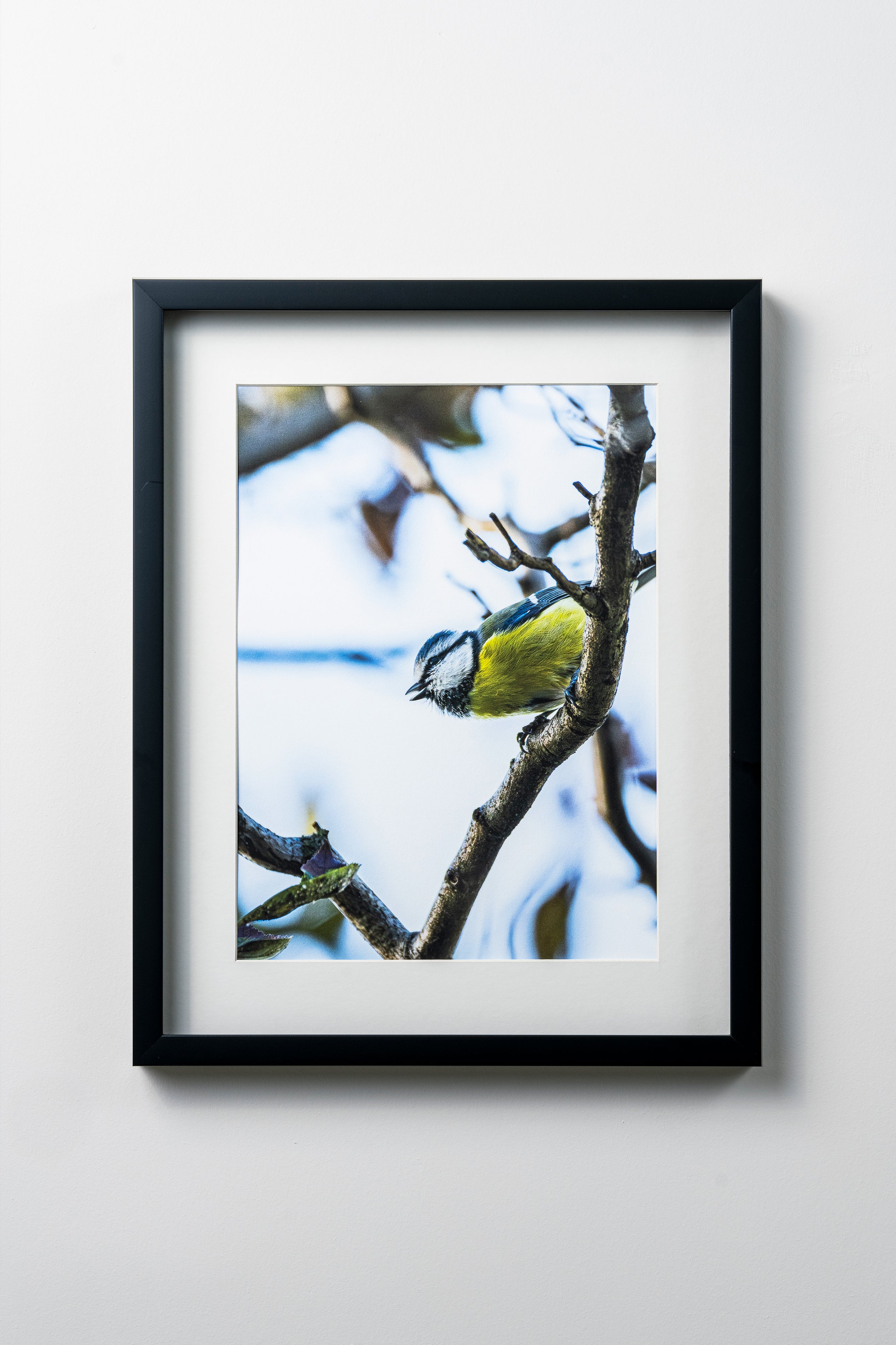 KERİM ARSLAN | Büyük baştankara | Great tit