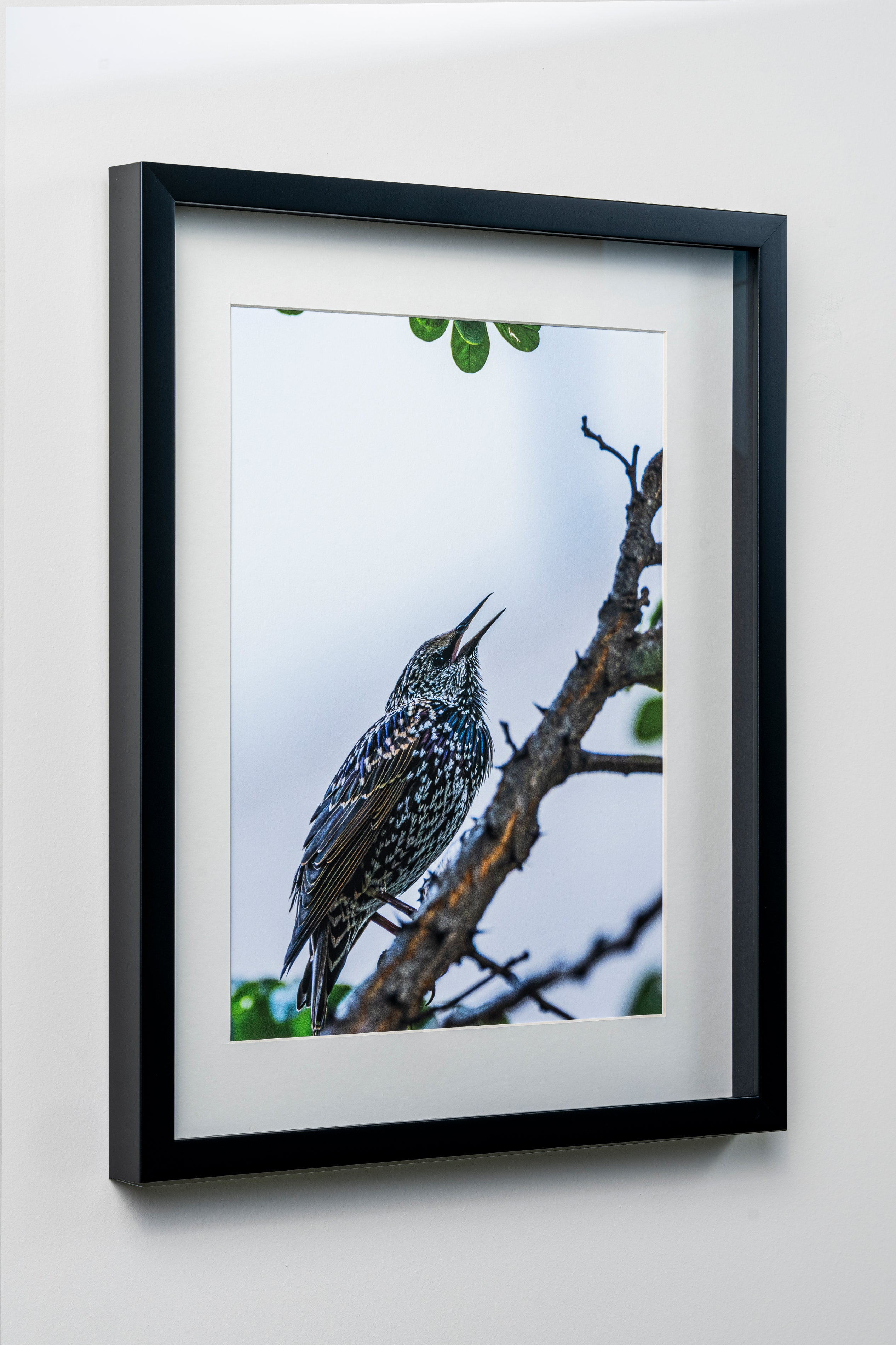 KERİM ARSLAN | Sığırcık | Starling