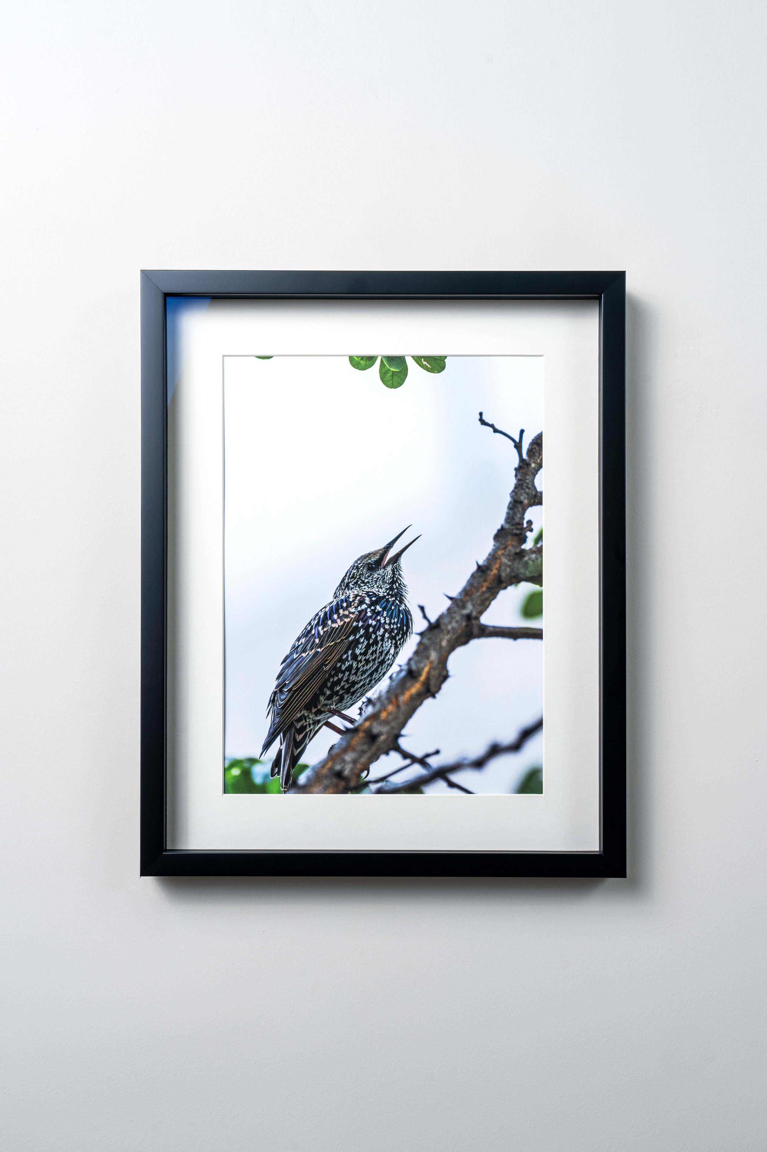KERİM ARSLAN | Sığırcık | Starling