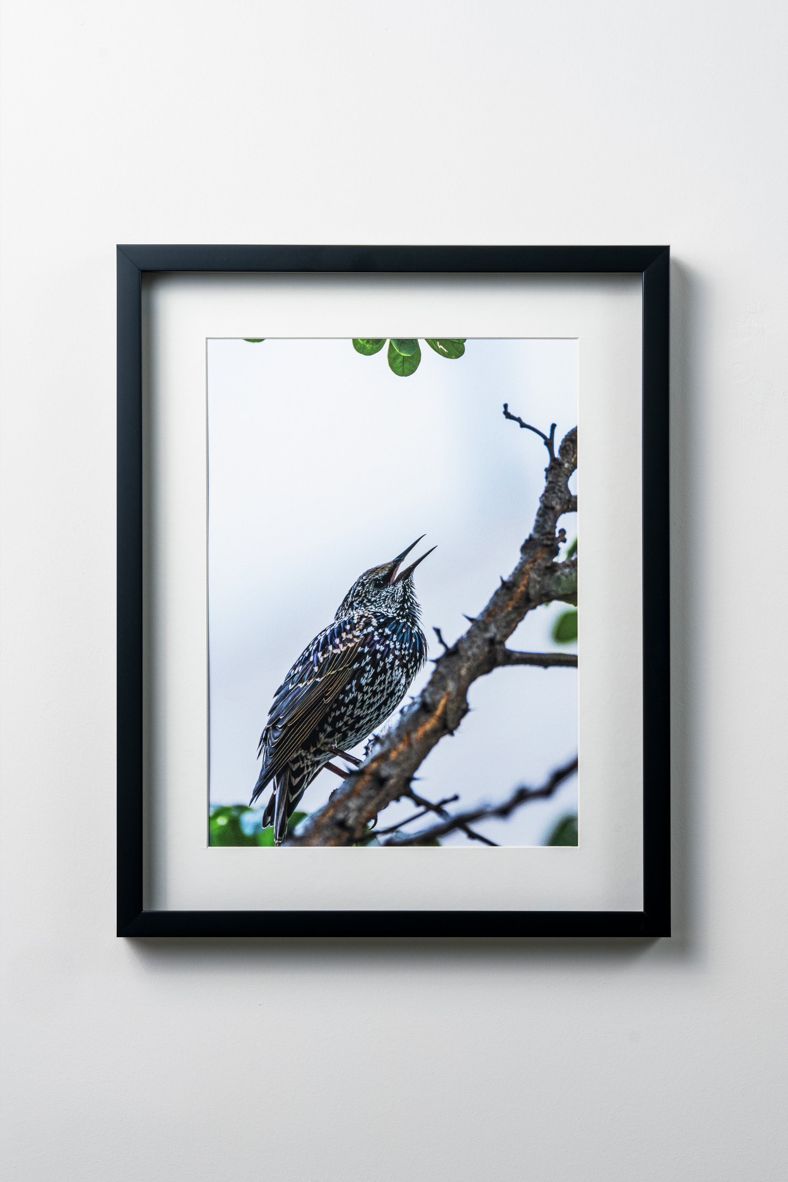 KERİM ARSLAN | Sığırcık | Starling
