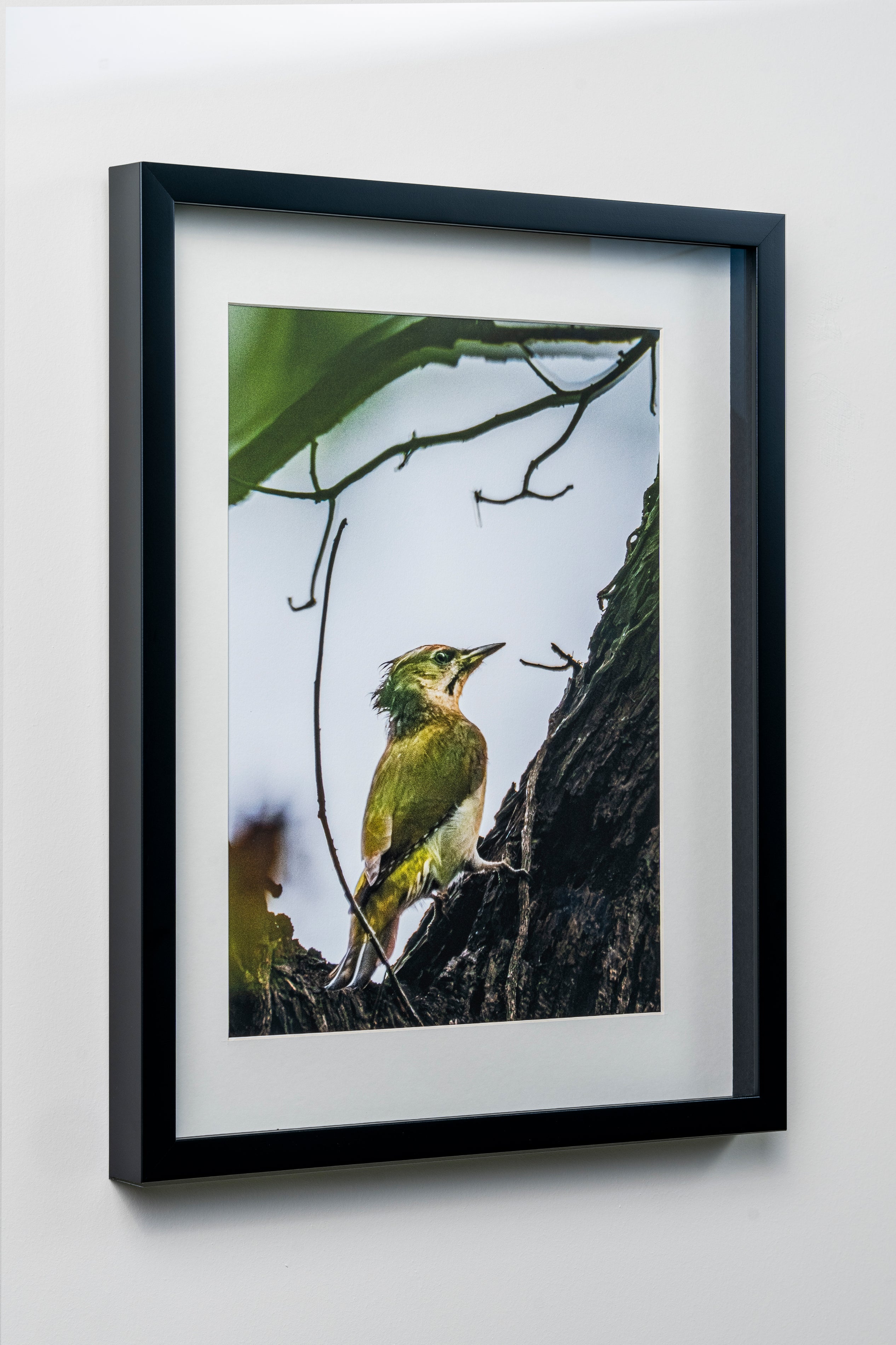 KERİM ARSLAN | Yeşil Ağaçkakan | Green woodpecker