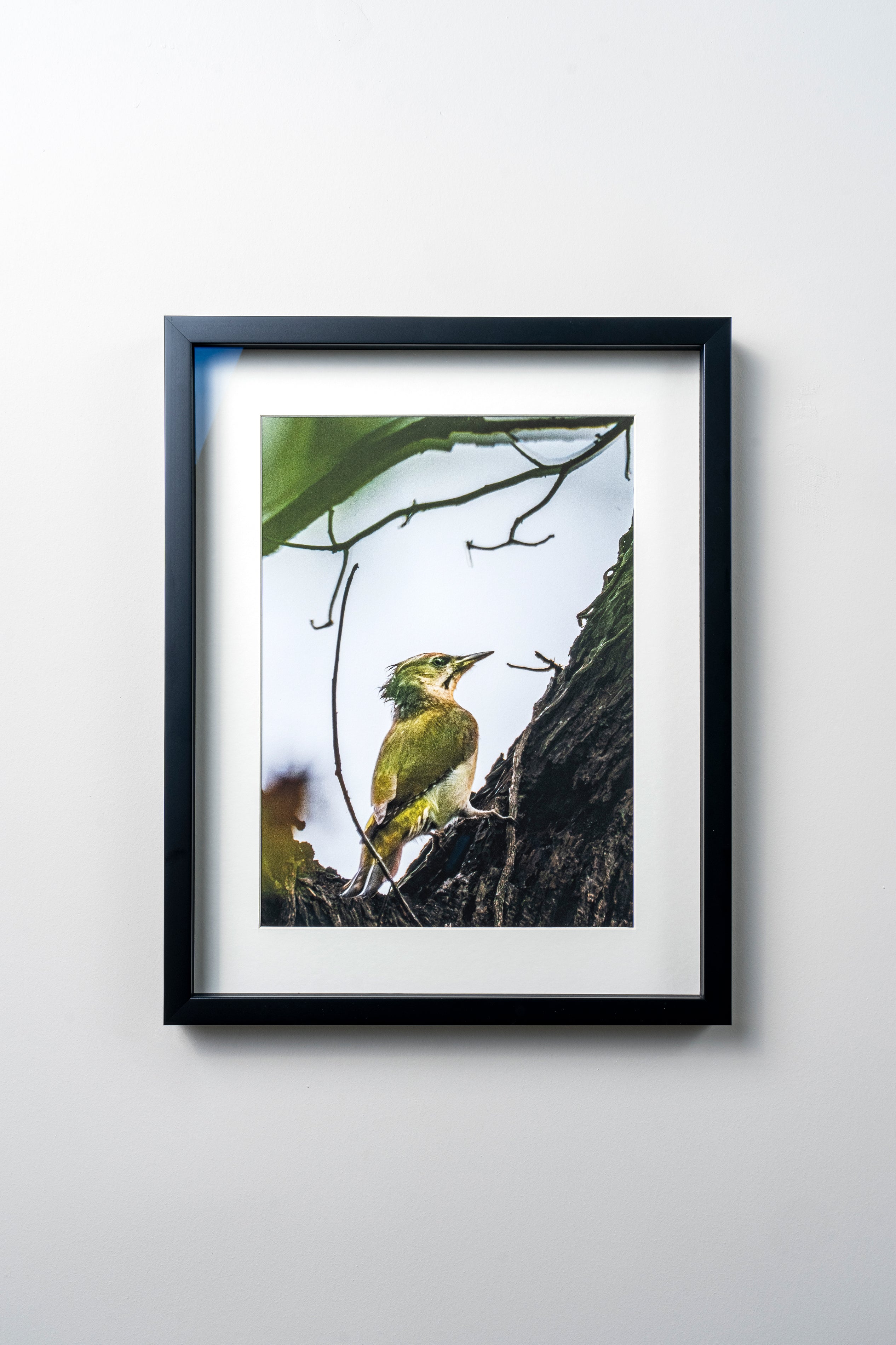 KERİM ARSLAN | Yeşil Ağaçkakan | Green woodpecker