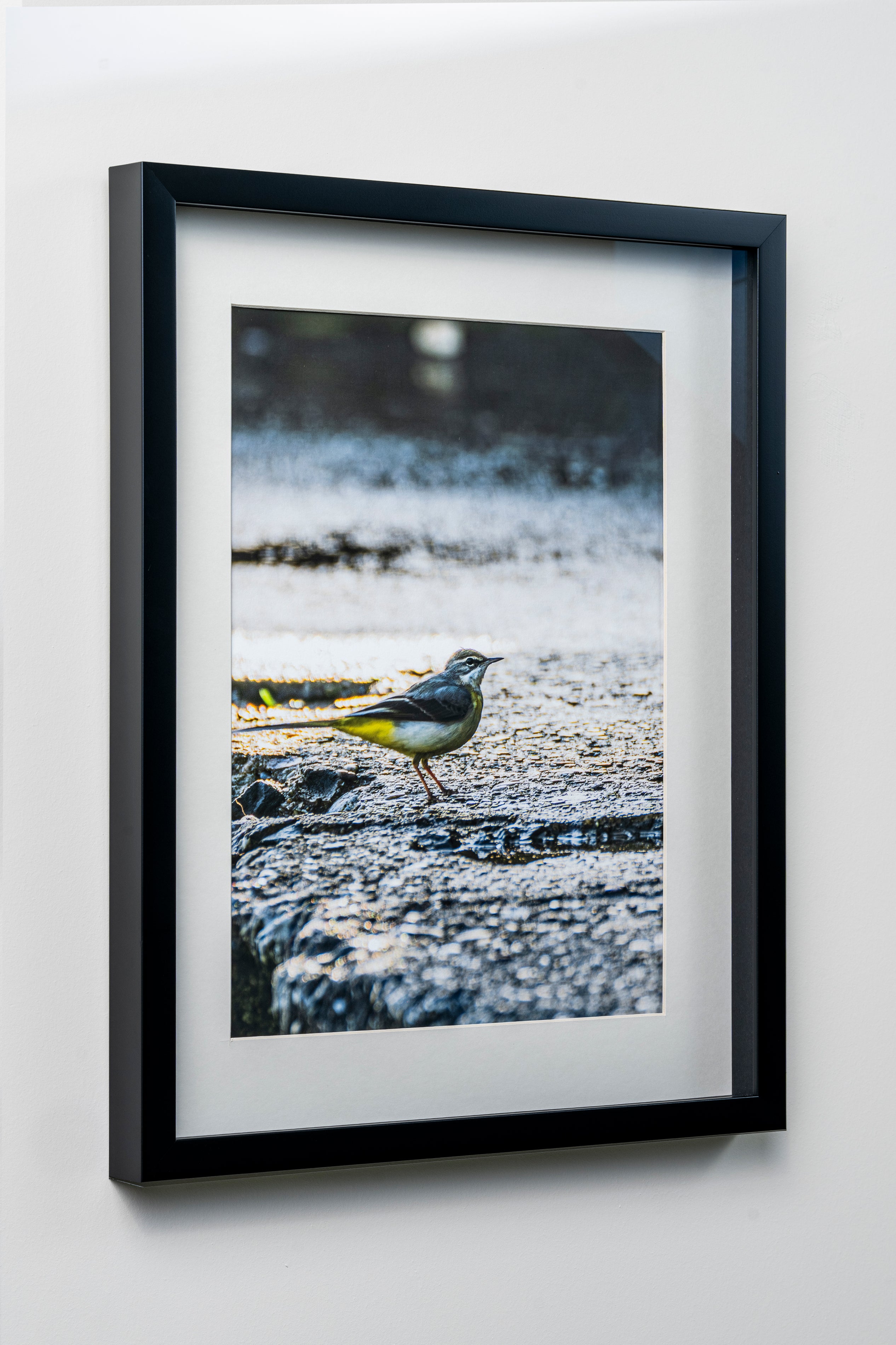 KERİM ARSLAN | Dağ kuyruksallayanı | Mountain wagtail