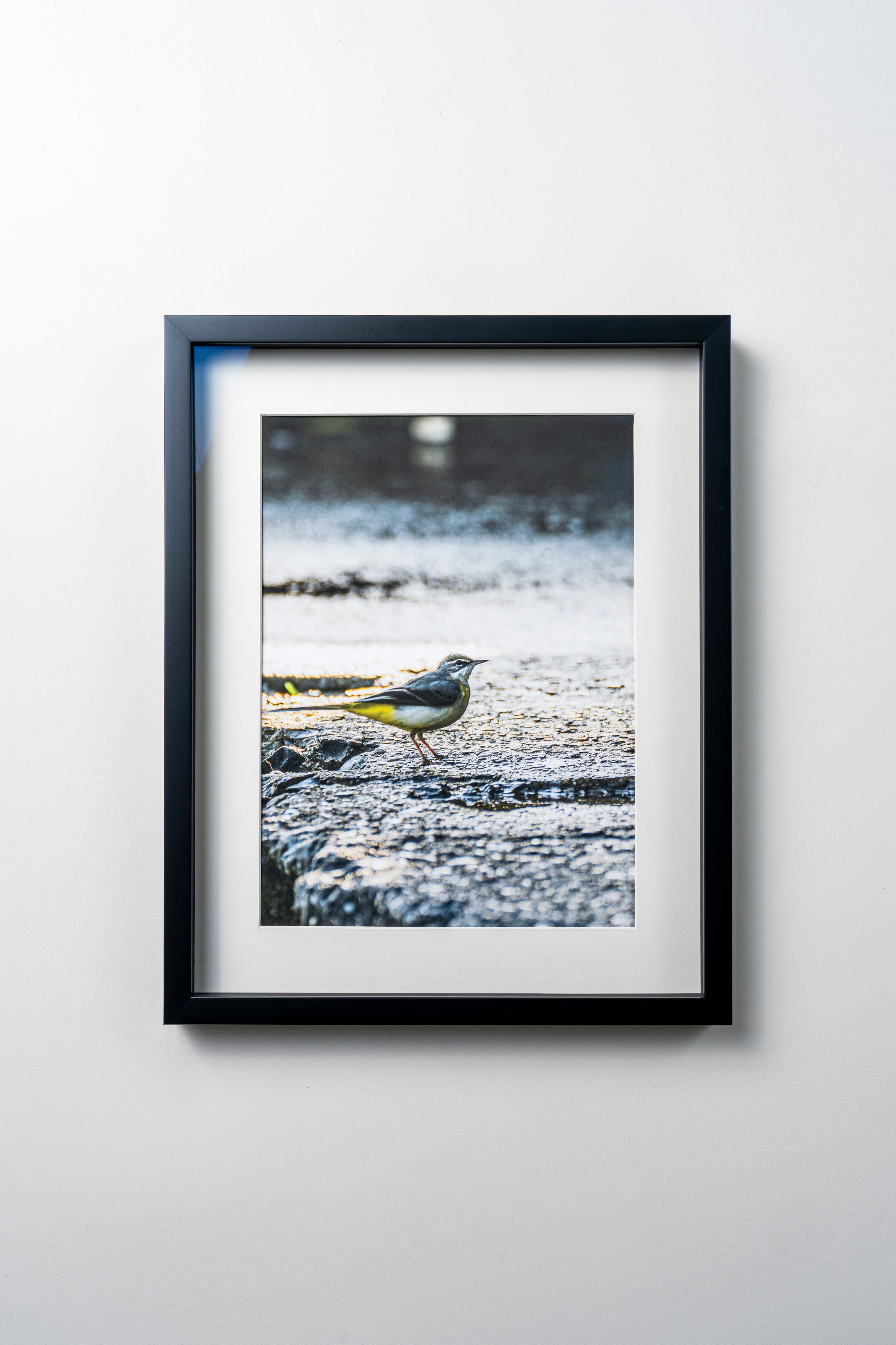 KERİM ARSLAN | Dağ kuyruksallayanı | Mountain wagtail