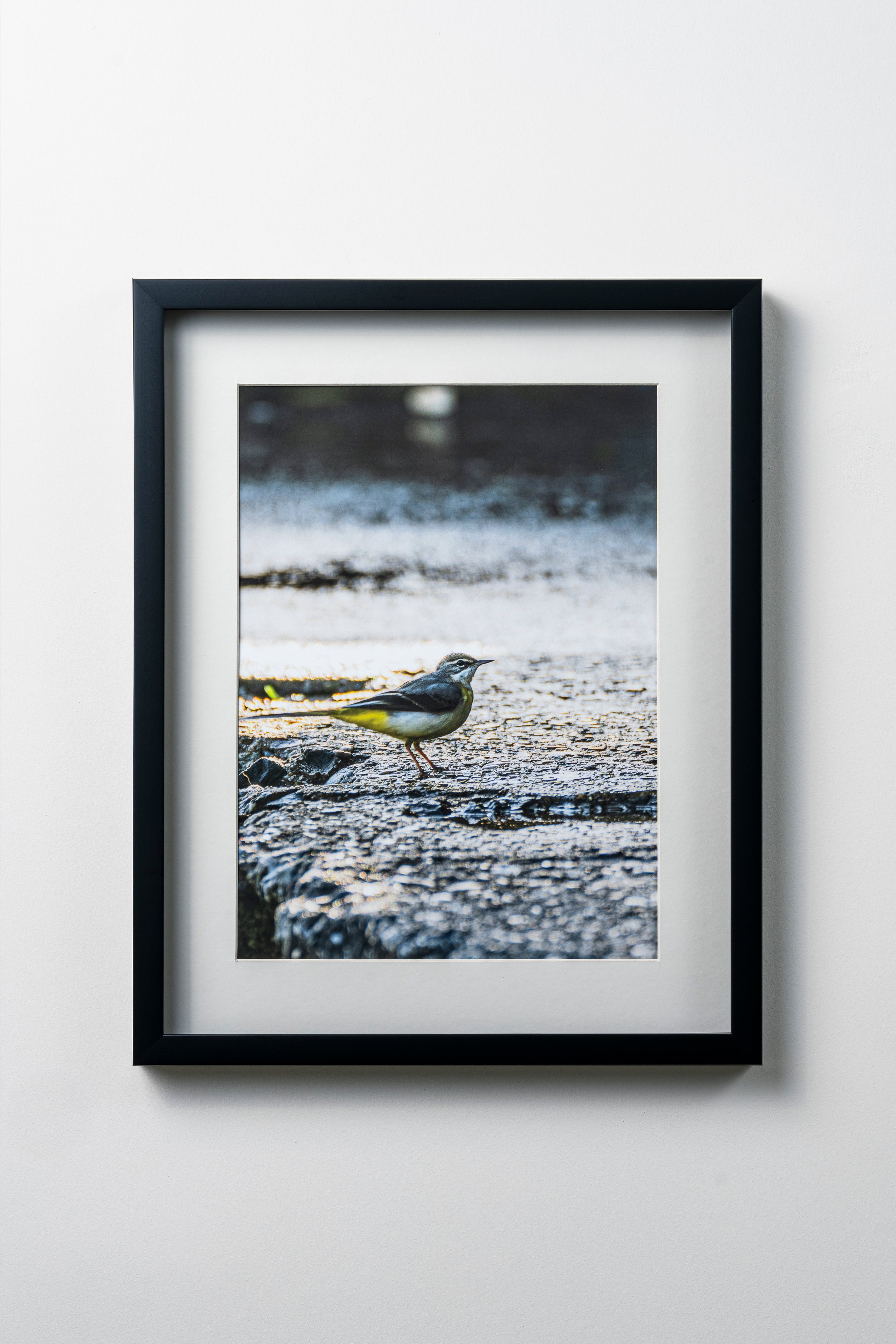 KERİM ARSLAN | Dağ kuyruksallayanı | Mountain wagtail