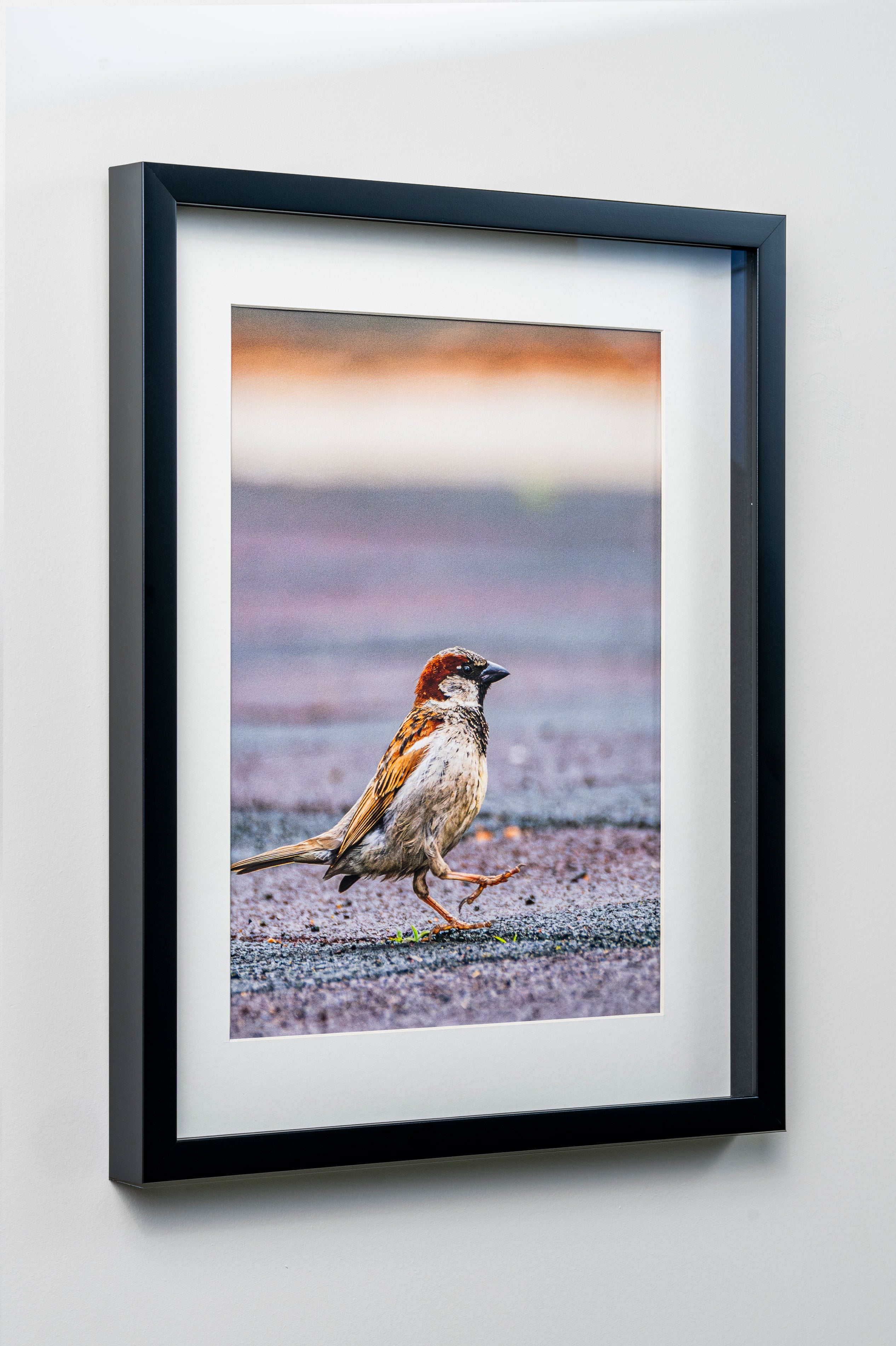 KERİM ARSLAN | İtalyan serçesi | Italian sparrow