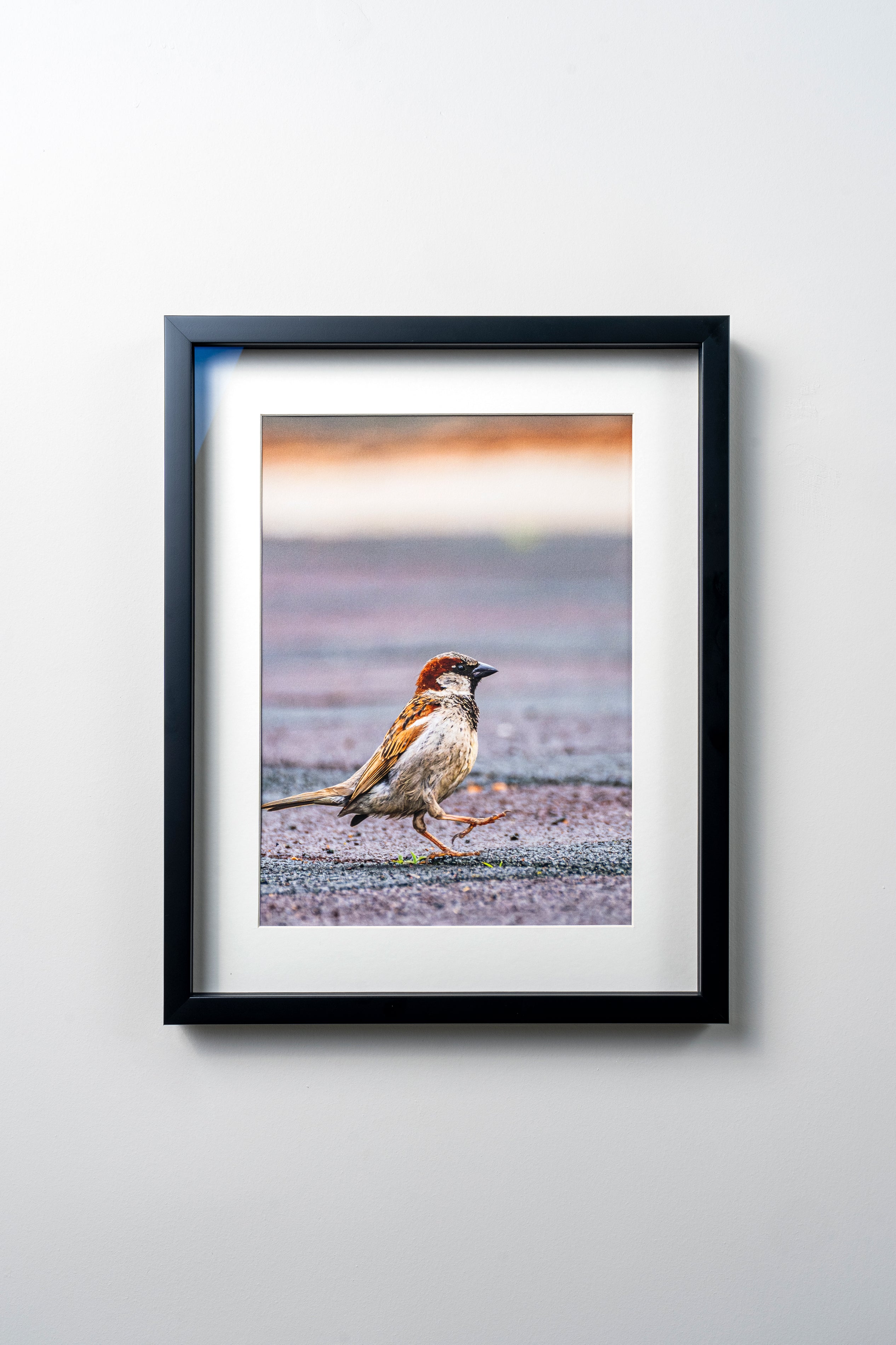 KERİM ARSLAN | İtalyan serçesi | Italian sparrow