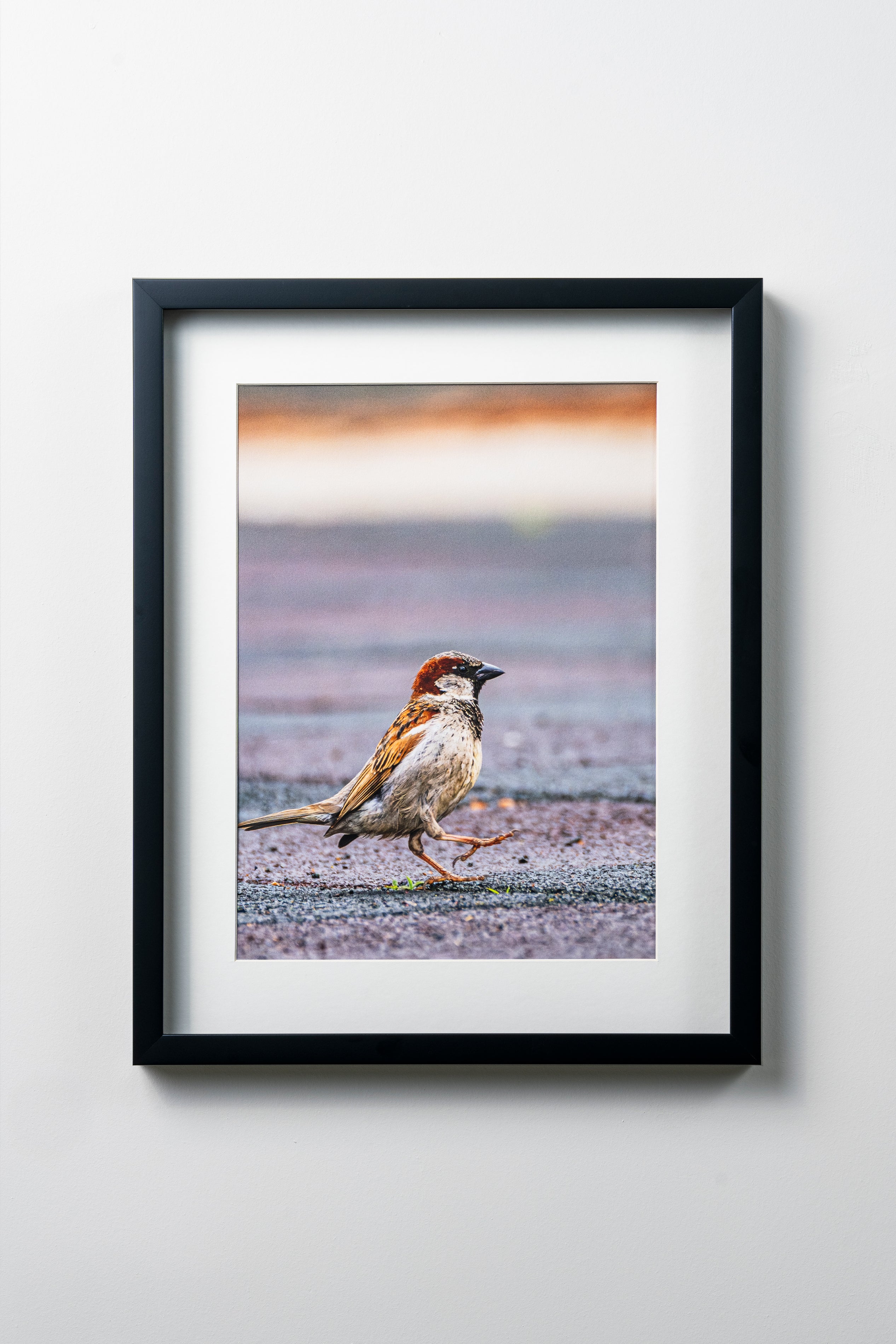 KERİM ARSLAN | İtalyan serçesi | Italian sparrow