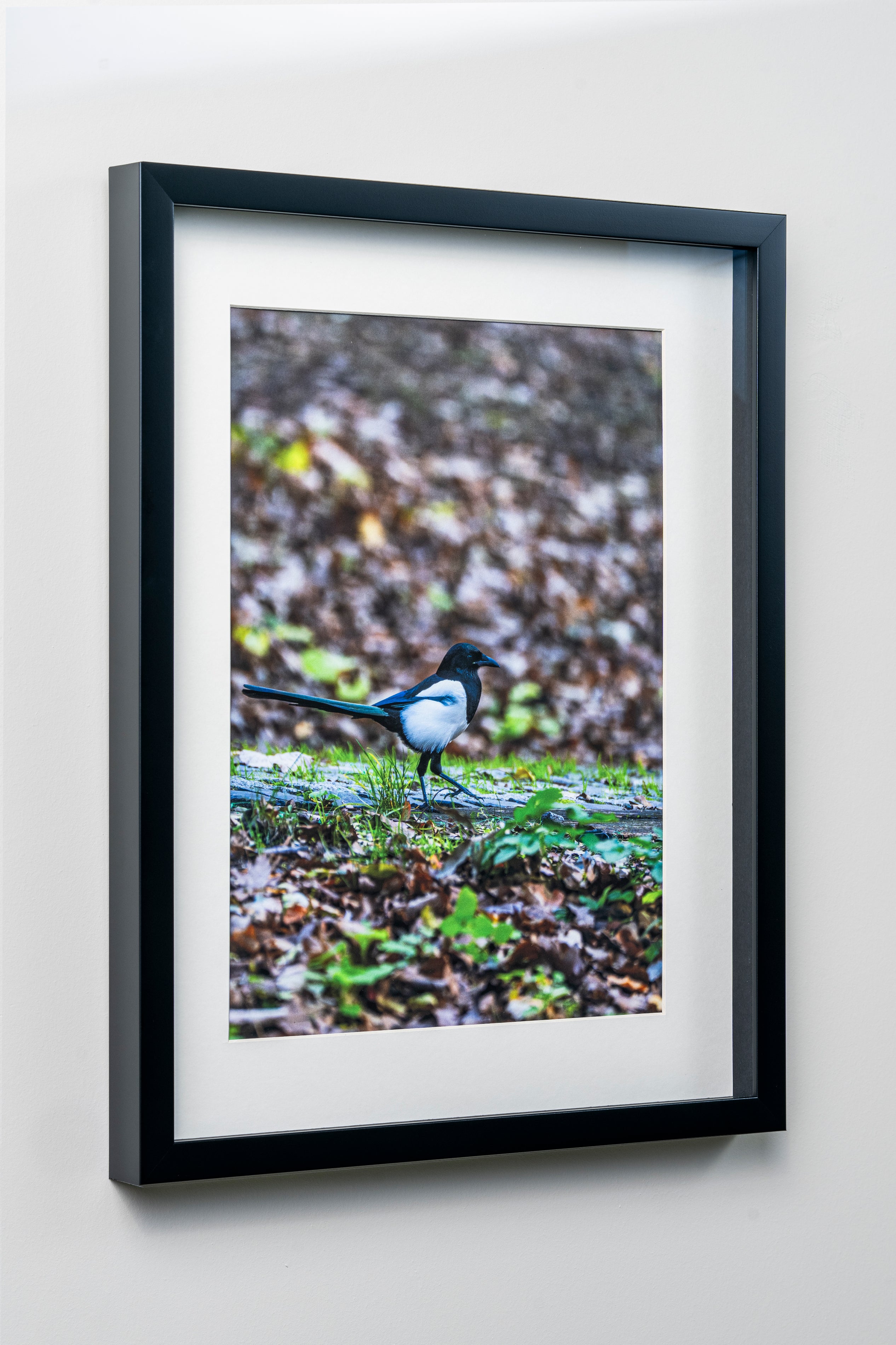 KERİM ARSLAN | Saksağan | Magpie