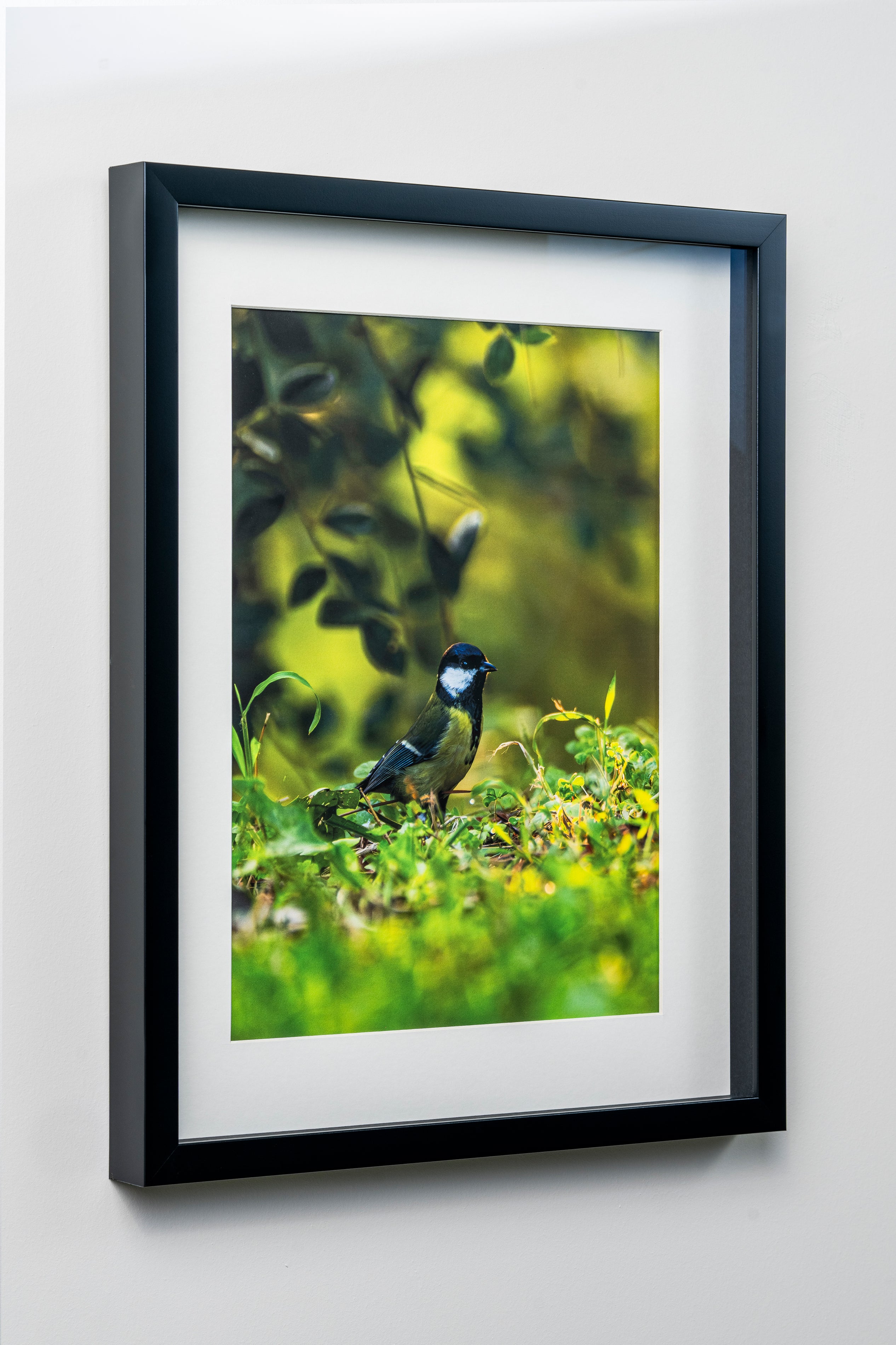 KERİM ARSLAN | Büyük baştankara | Great tit