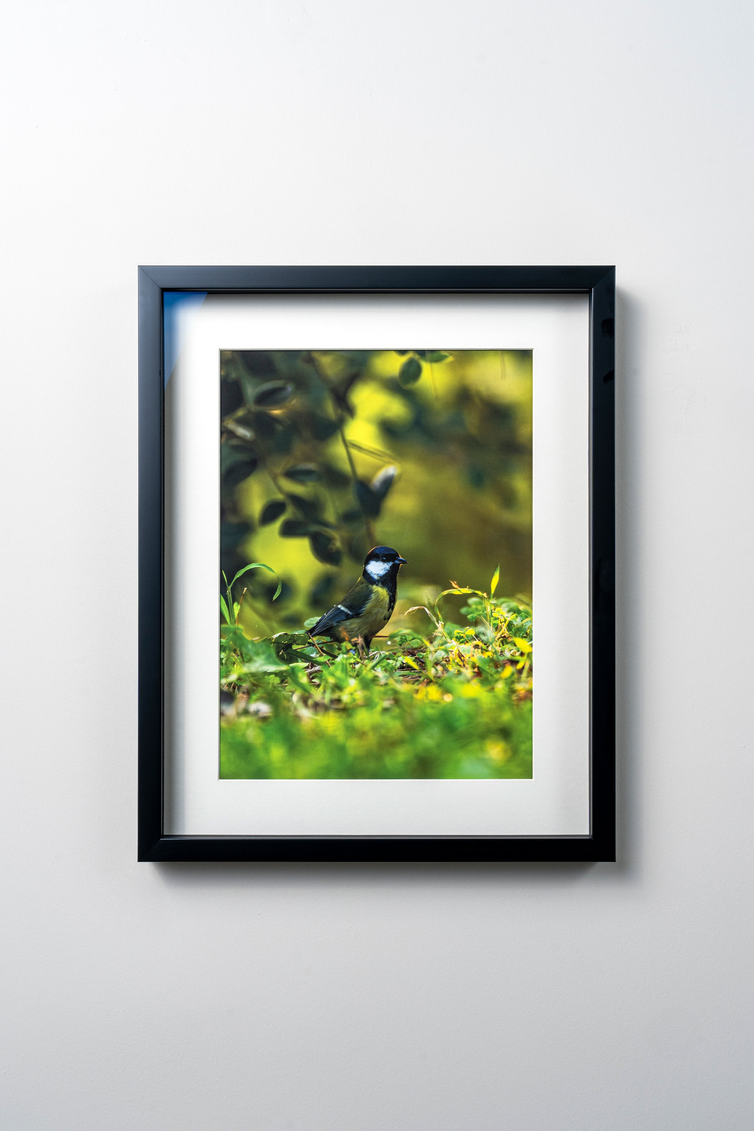 KERİM ARSLAN | Büyük baştankara | Great tit