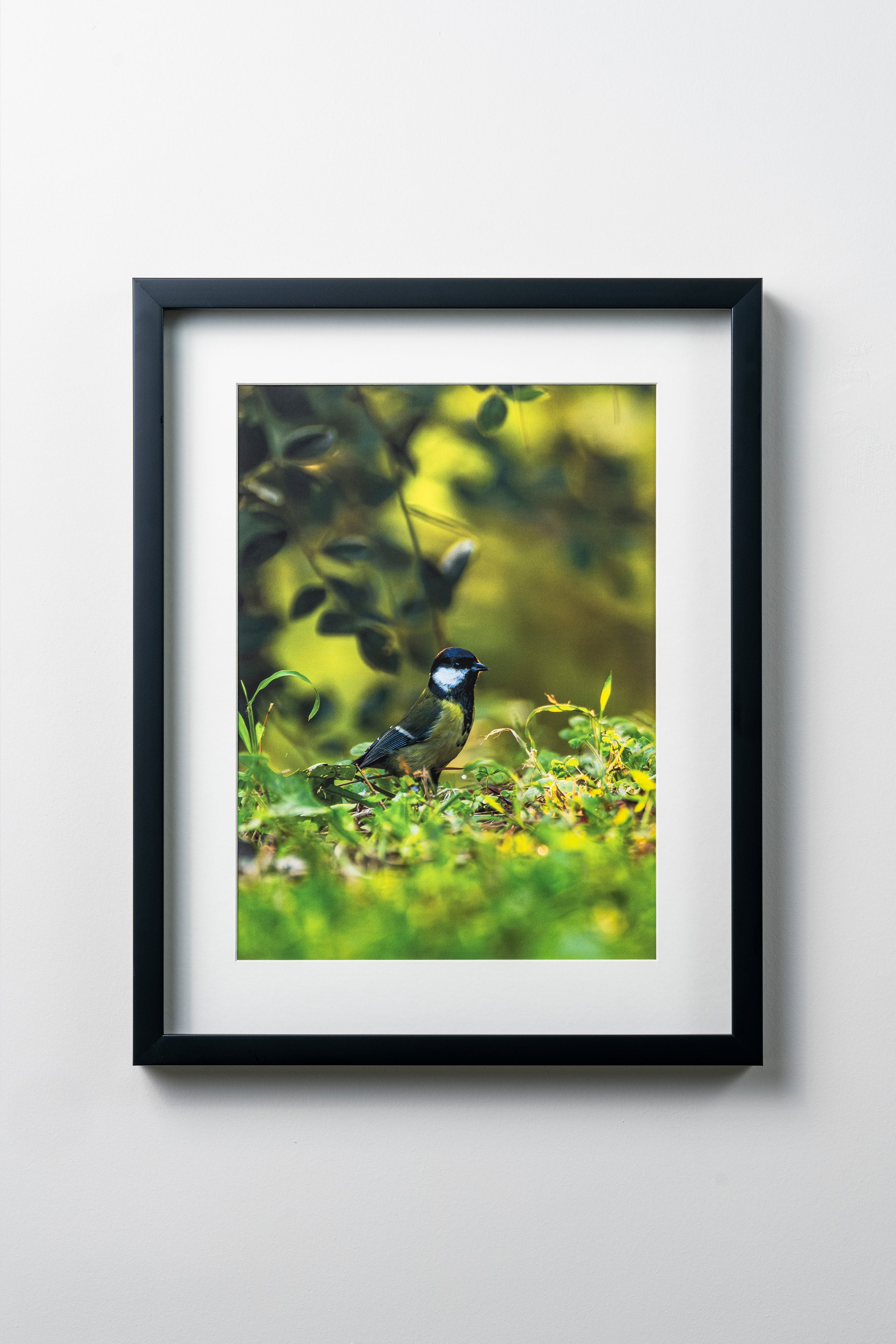 KERİM ARSLAN | Büyük baştankara | Great tit