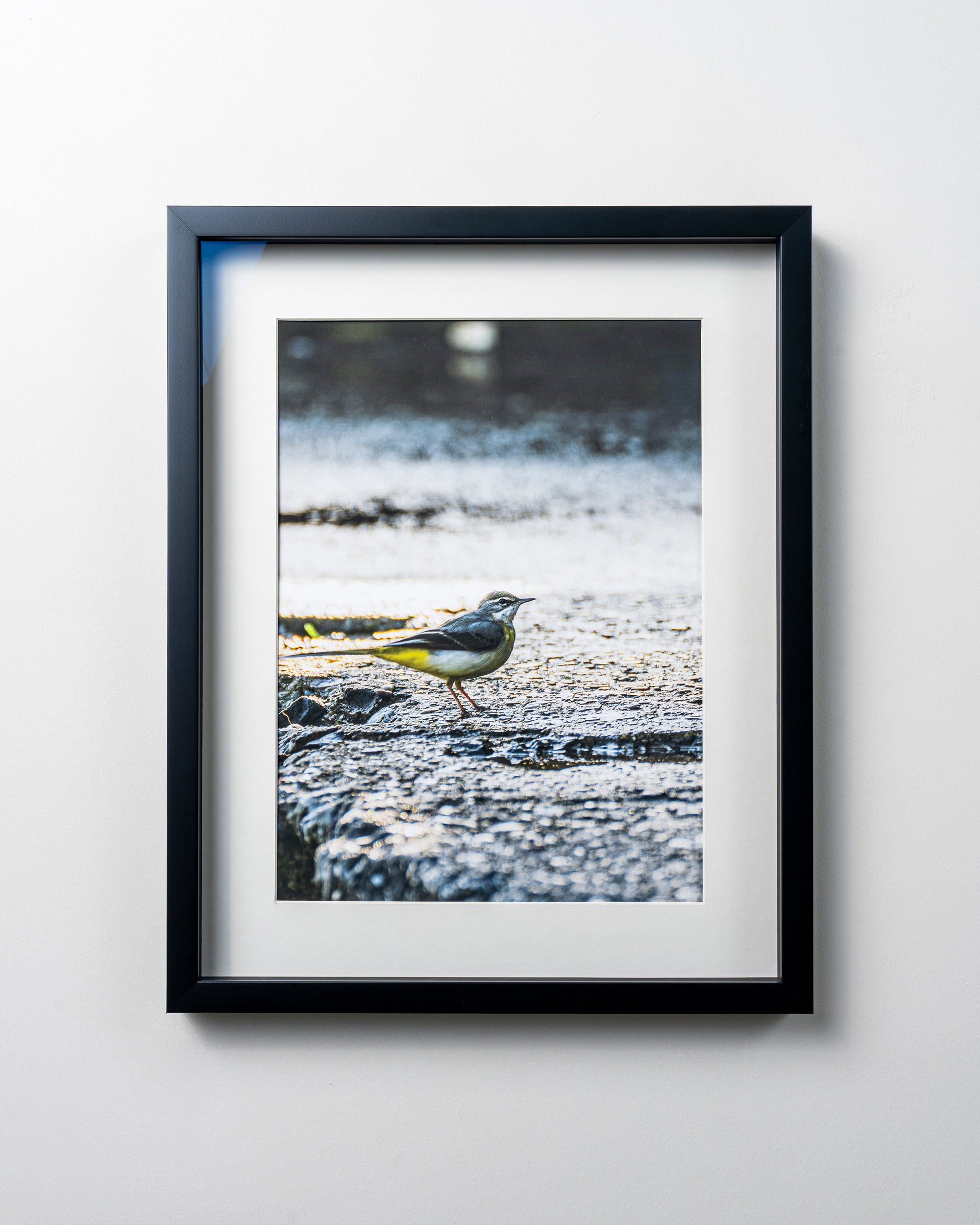 KERİM ARSLAN | Dağ kuyruksallayanı | Mountain wagtail