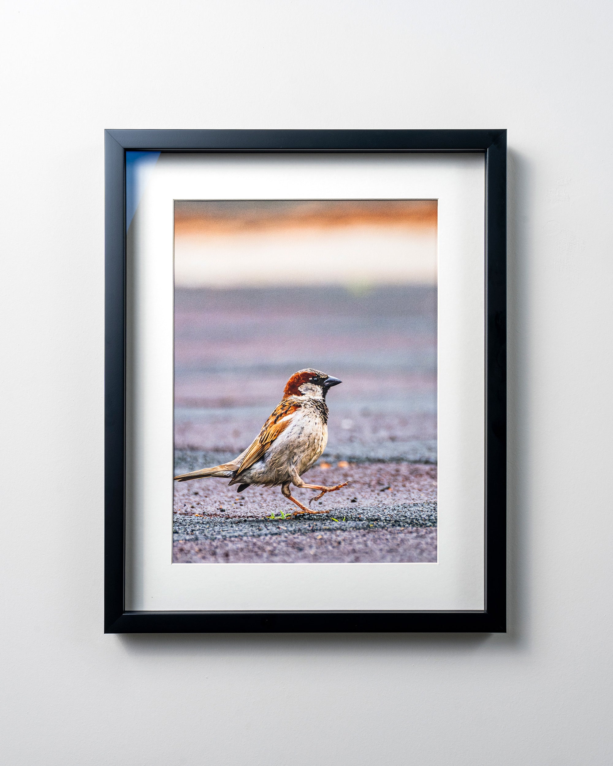 KERİM ARSLAN | İtalyan serçesi | Italian sparrow