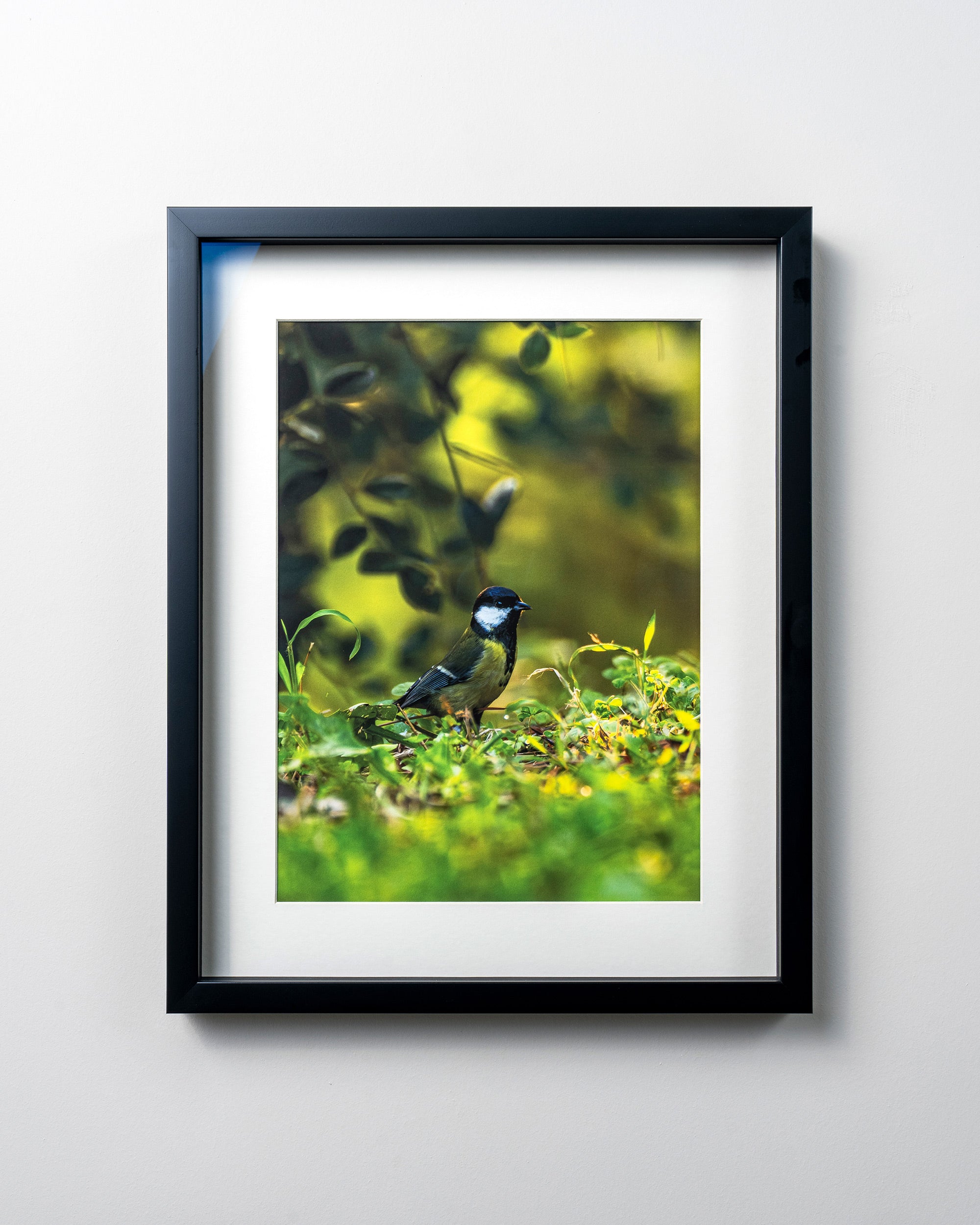 KERİM ARSLAN | Büyük baştankara | Great tit