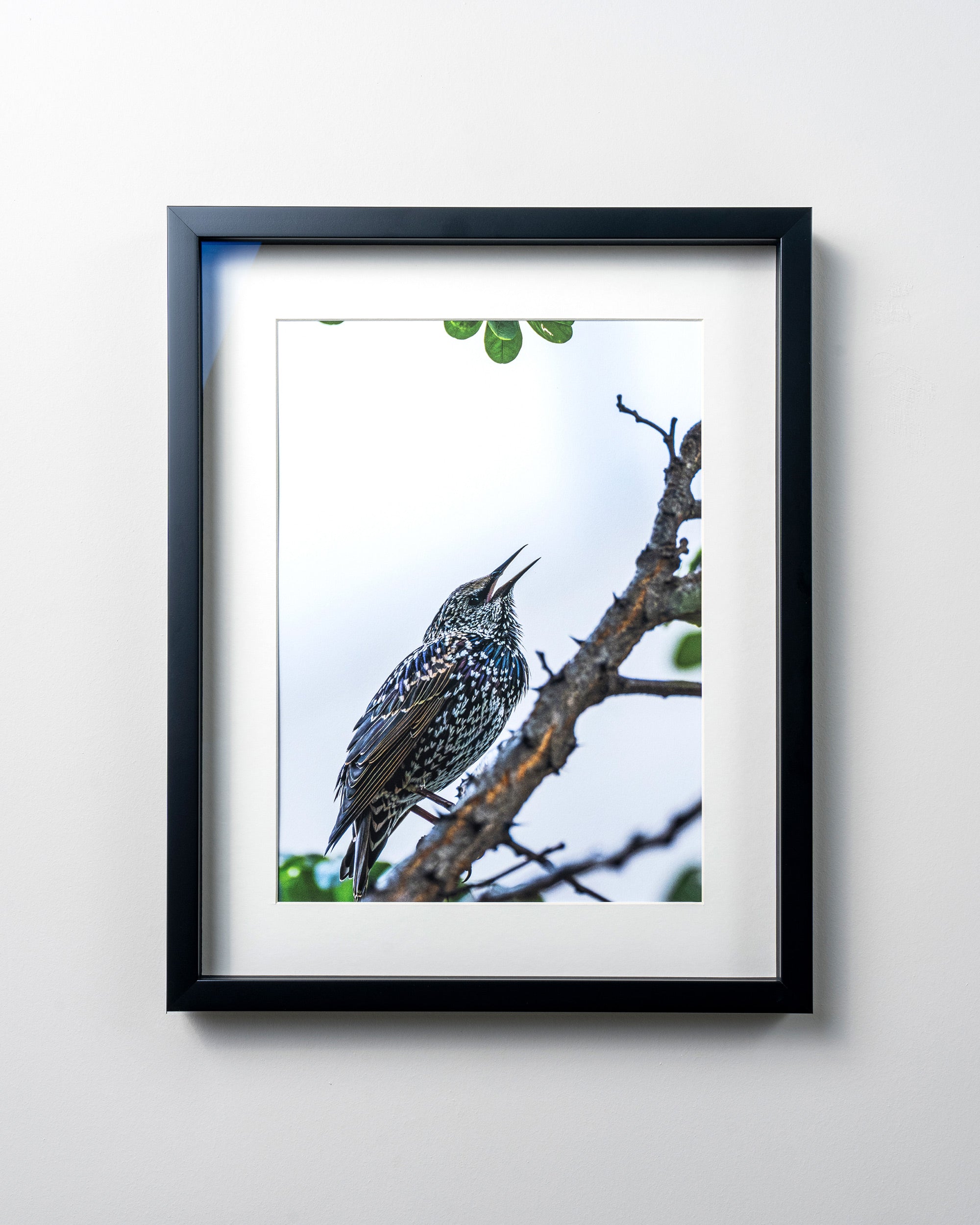 KERİM ARSLAN | Sığırcık | Starling