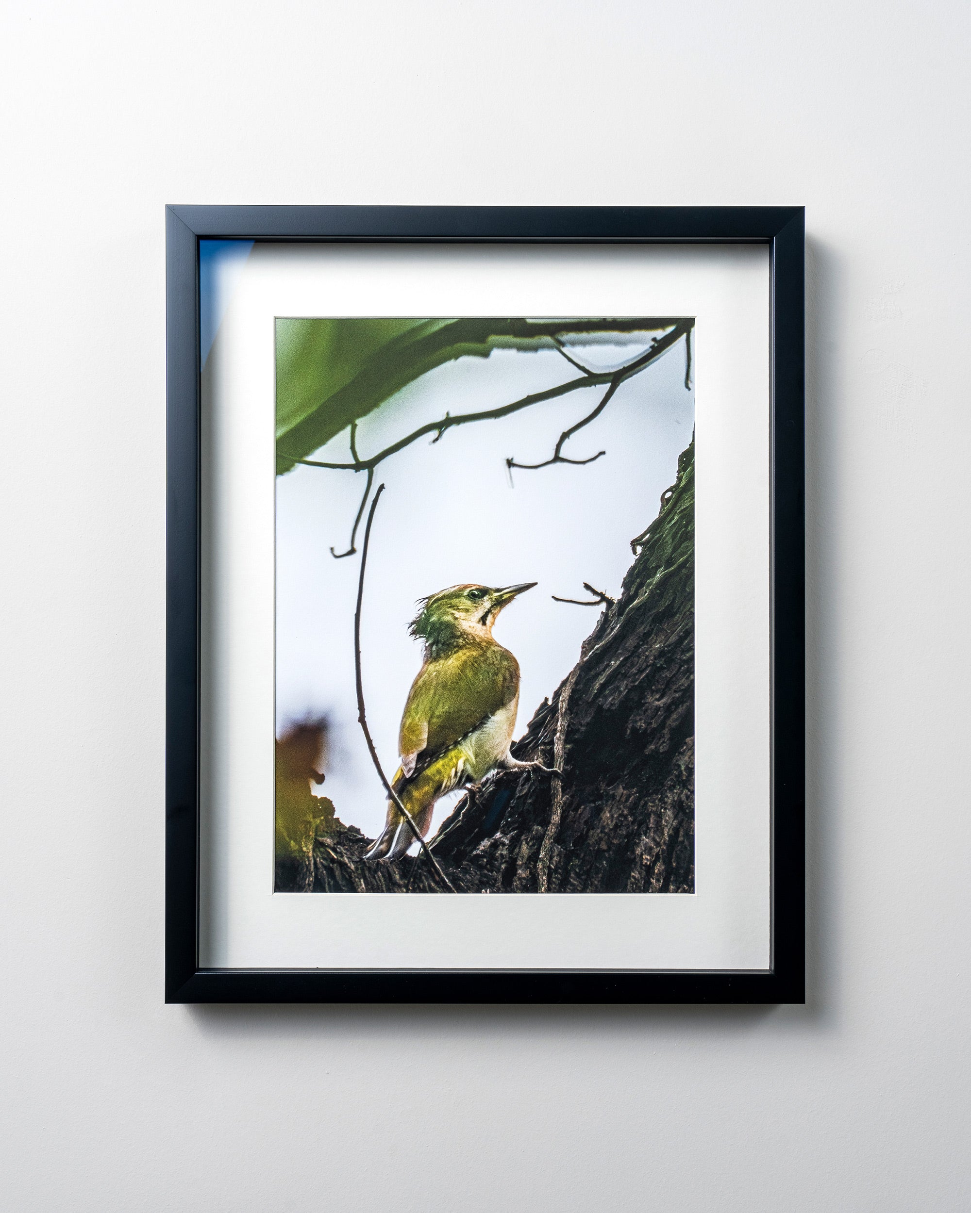 KERİM ARSLAN | Yeşil Ağaçkakan | Green woodpecker