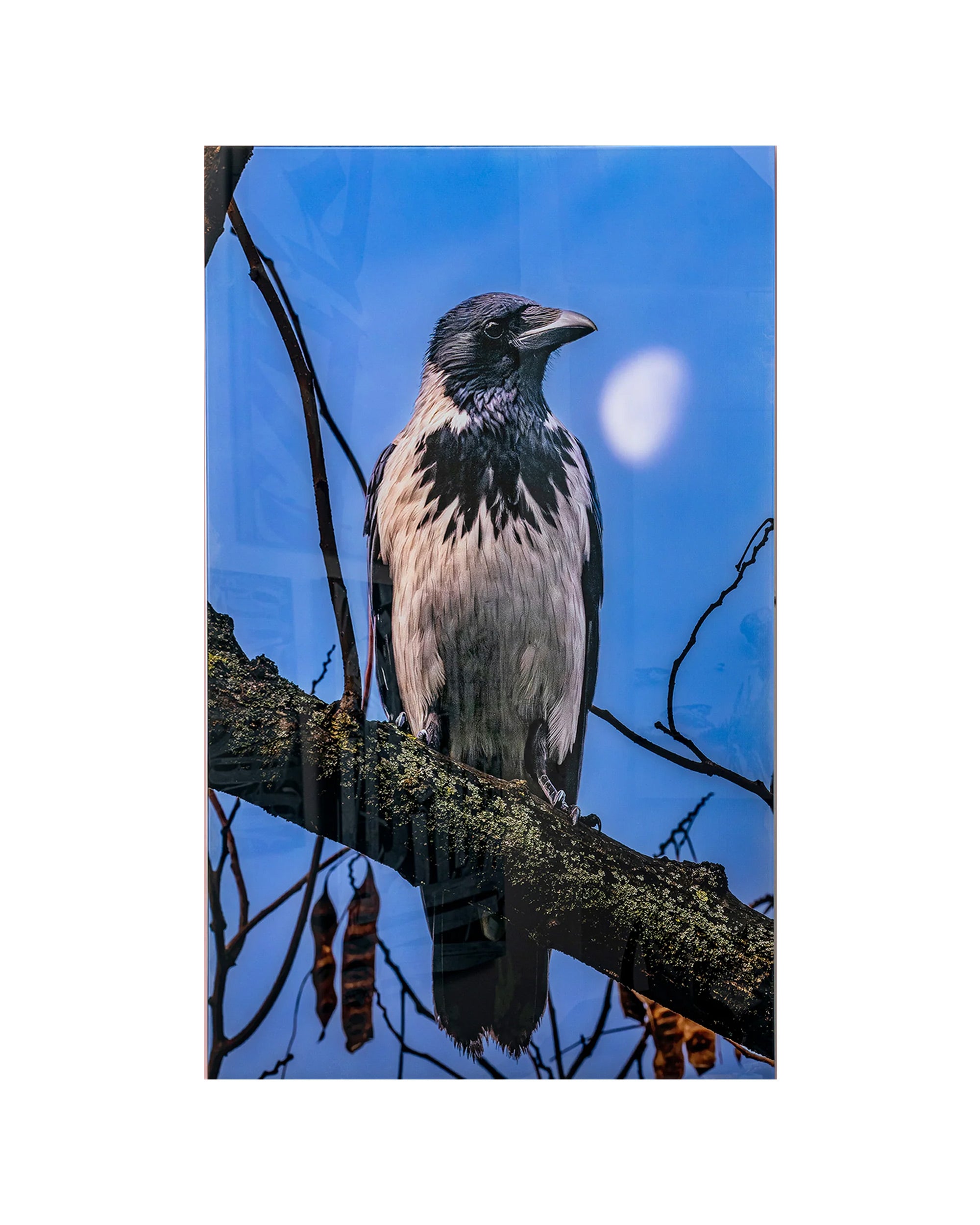 KERİM ARSLAN | Corvus 24