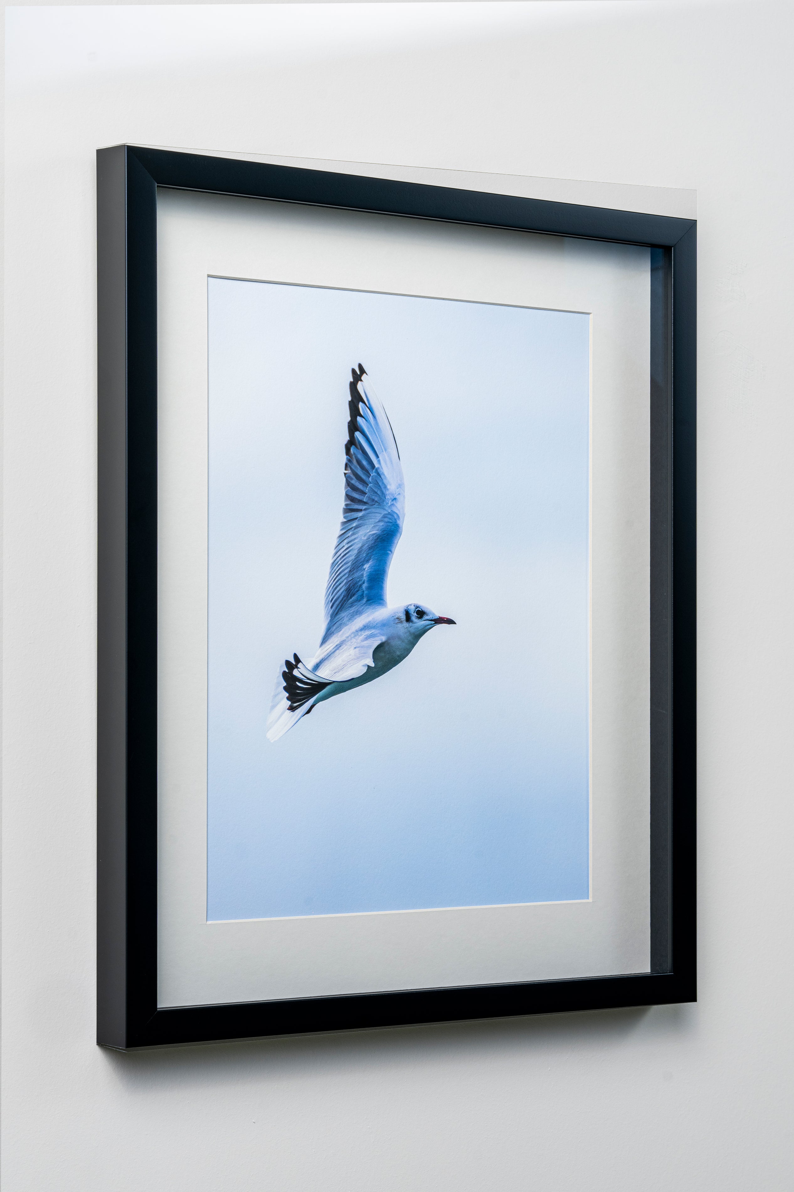 Kerim Arslan | Karabaş martı | Black-headed seagull