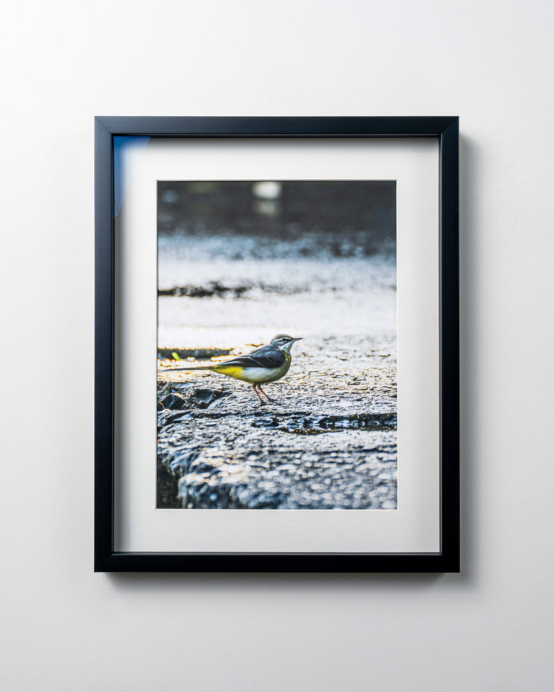 Kerim Arslan | Dağ kuyruksallayanı | Mountain wagtail