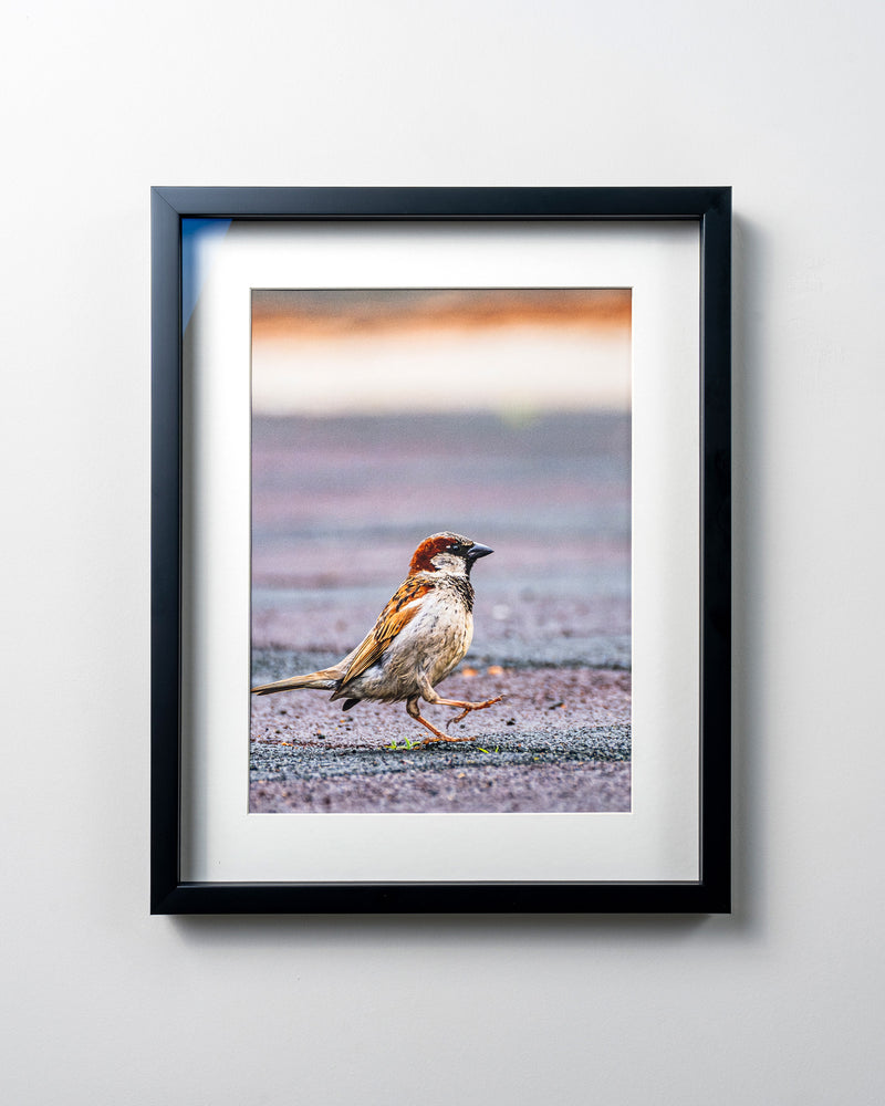 Kerim Arslan | İtalyan serçesi | Italian sparrow
