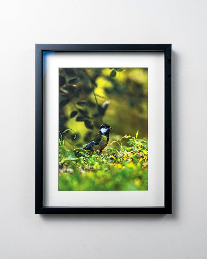 Kerim Arslan | Büyük baştankara | Great tit
