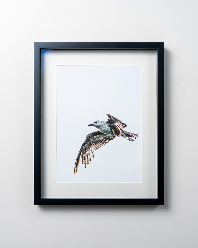 Kerim Arslan | Martı | Seagull