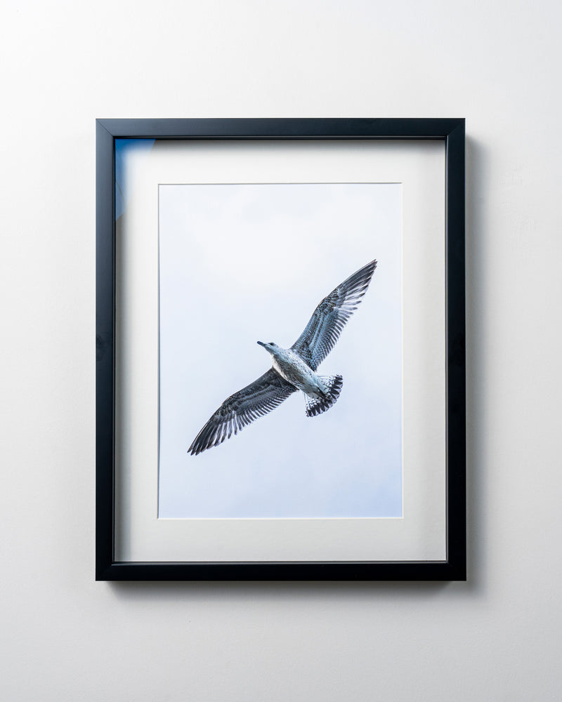 Kerim Arslan | Gümüşi martı | Silvery seagull