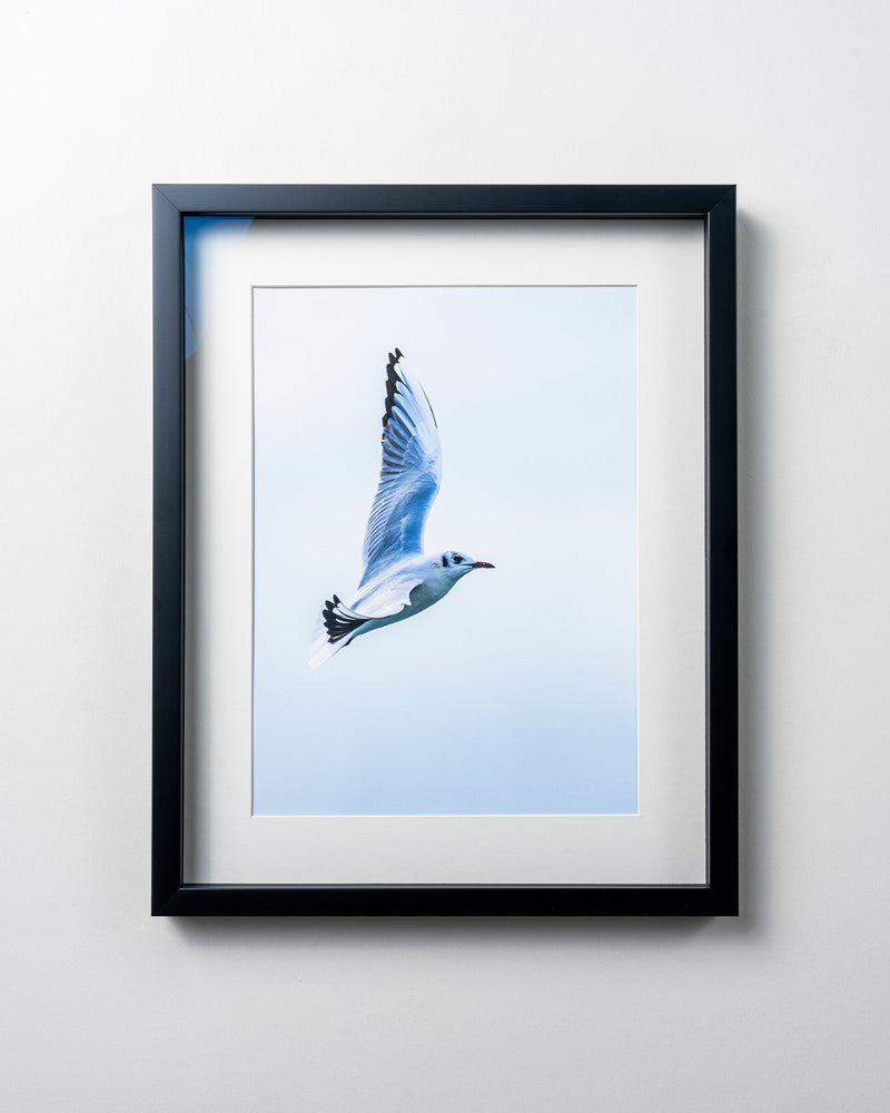 Kerim Arslan | Karabaş martı | Black-headed seagull