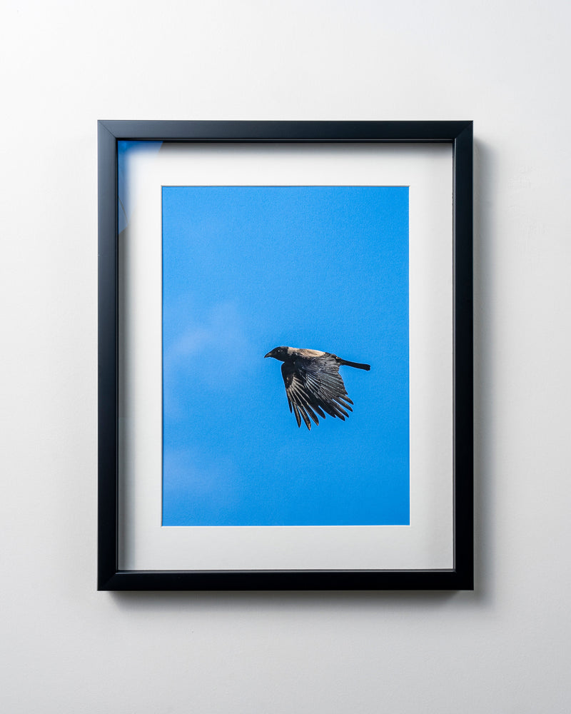 Kerim Arslan | Leş kargası | Carrion crow