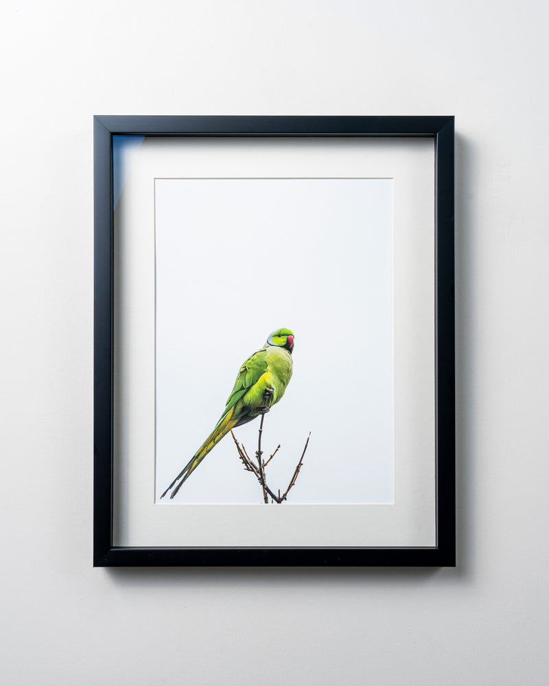 Kerim Arslan | Yeşil papağan | Green parrot