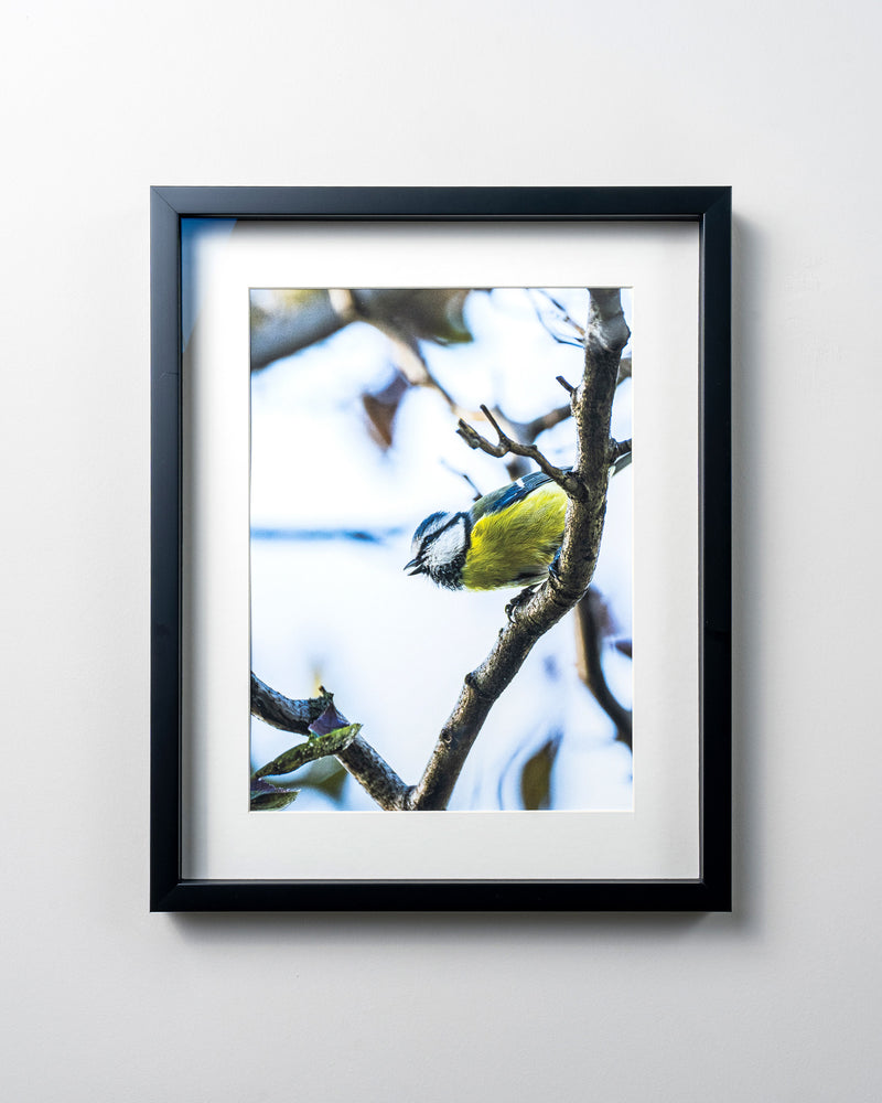 Kerim Arslan | Büyük baştankara | Great tit